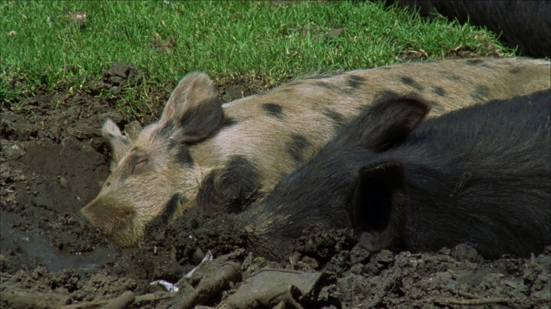 743216018 / Domestic Pig / Mudhole / Romania