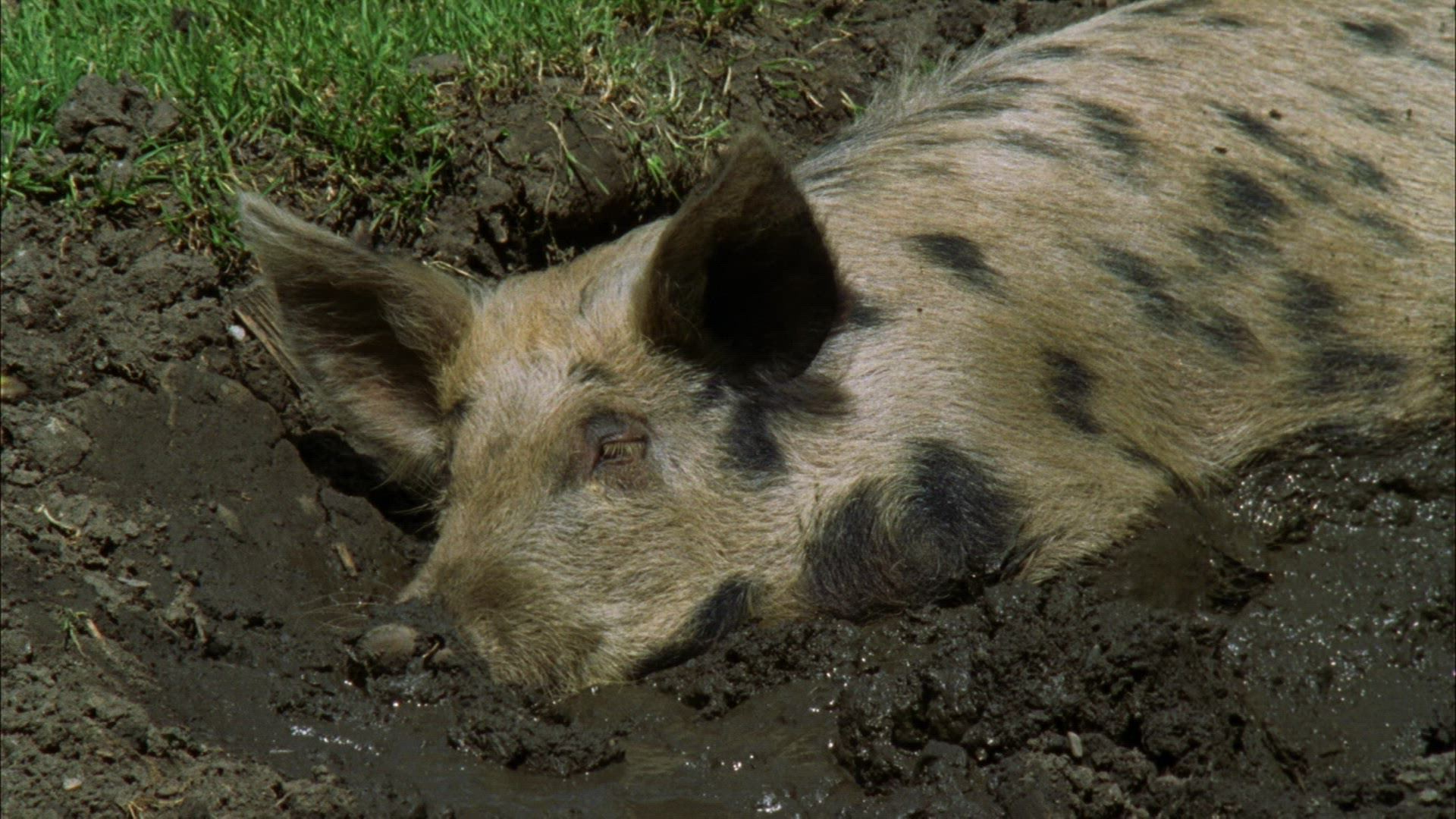 483826059 / Domestic Pig / Mudhole / Romania