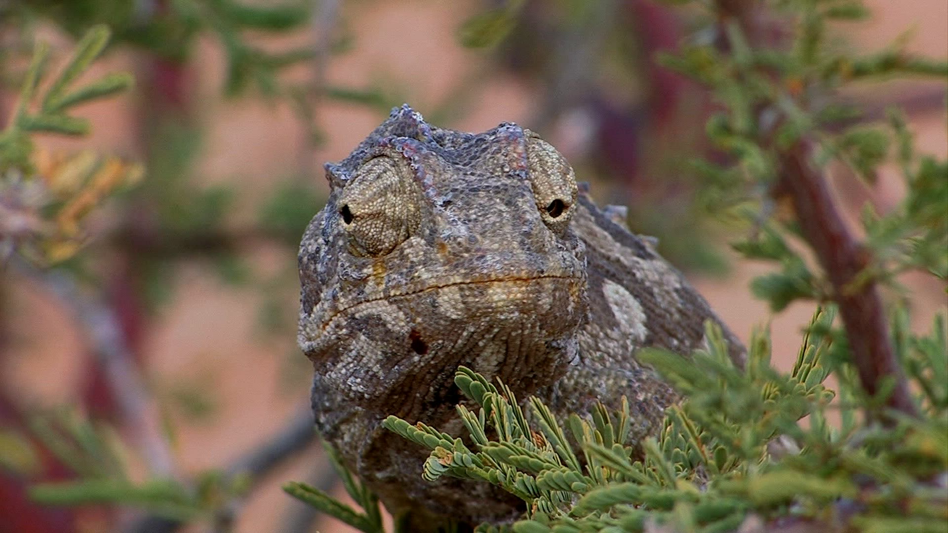 900838841 / Reptile / Namibia