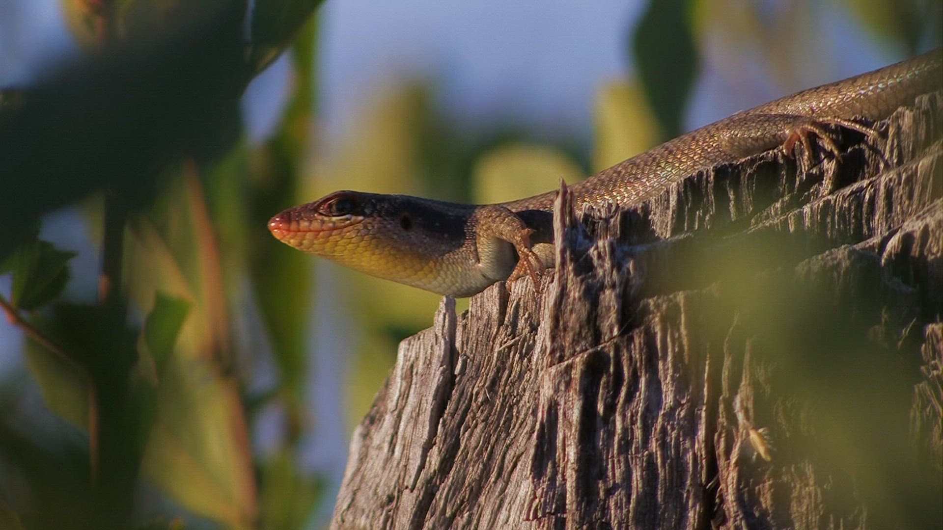 247770900 / Reptile / Namibia