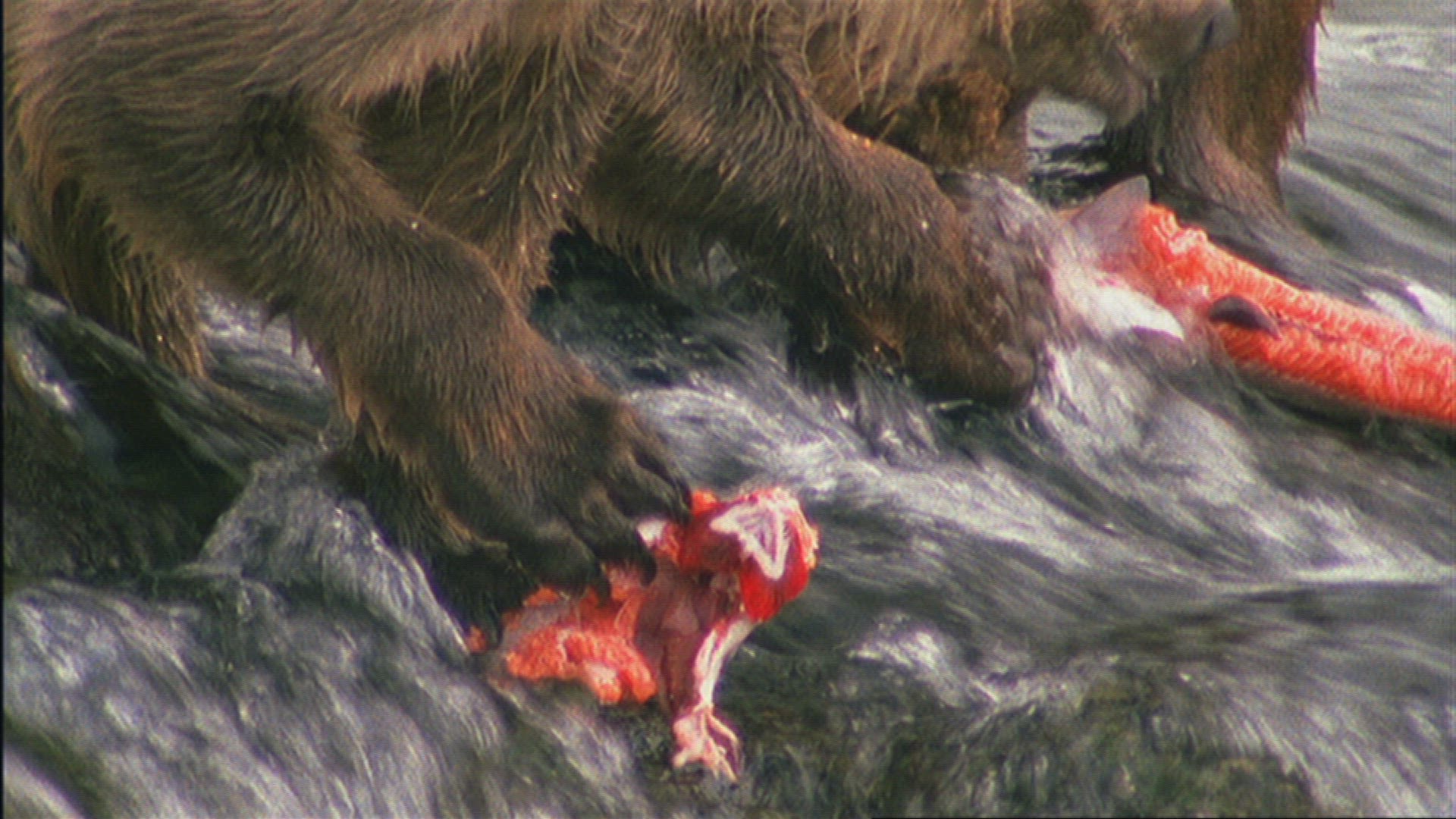 475912349 / Animal Family / Grizzly Bear / Hunting / Alaska