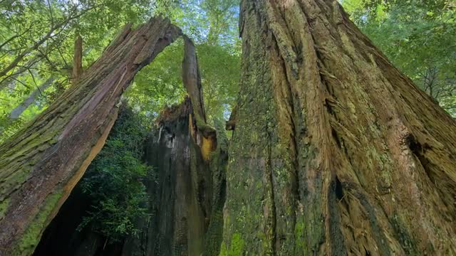 Old and New Growth Redwood Timelapse
