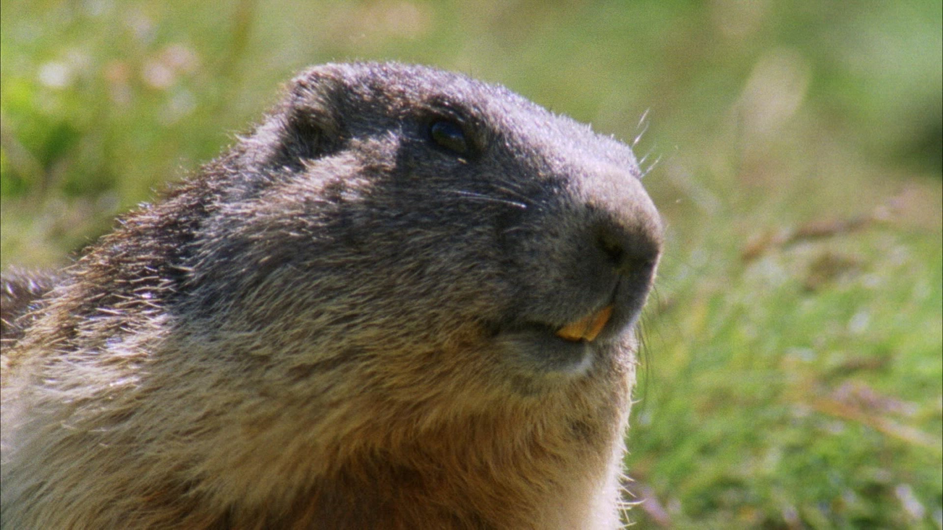 216183064 / Marmot / Xerinae / Austria