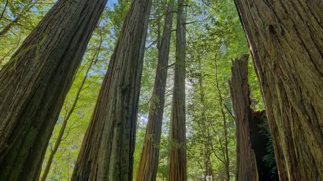 Timelapse Redwood Trees and Sun