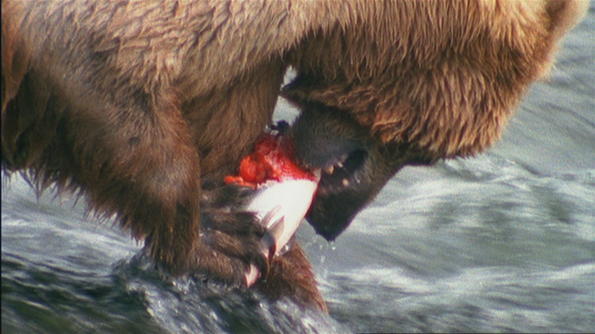 927452257 / Grizzly Bear / Hunting / River / Alaska