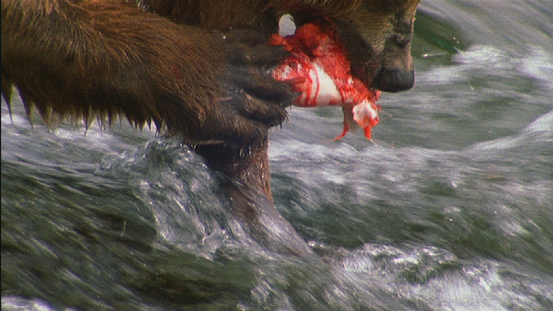 354577810 / Grizzly Bear / Hunting / River / Alaska