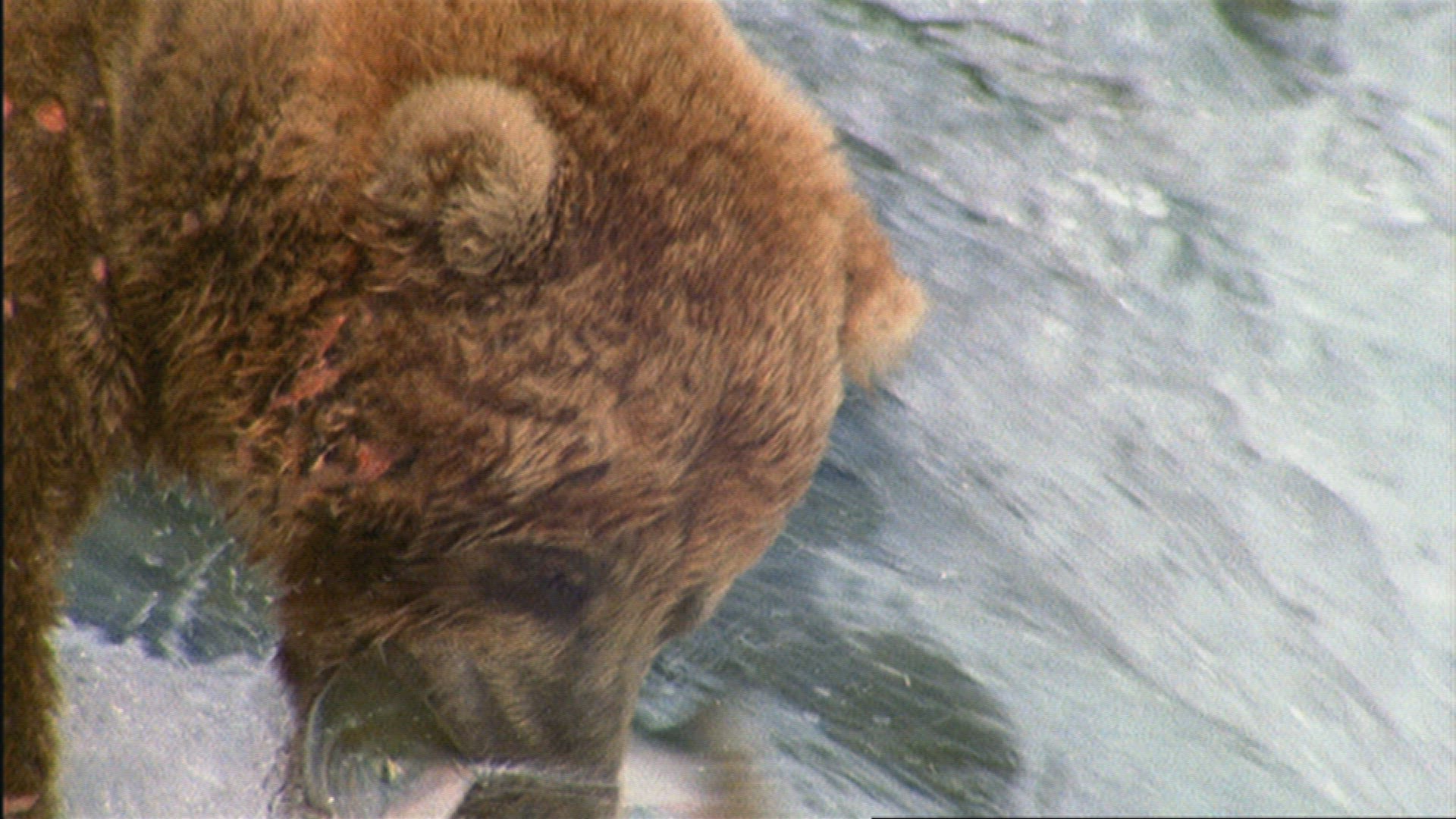 343147728 / Grizzly Bear / Hunting / River / Alaska