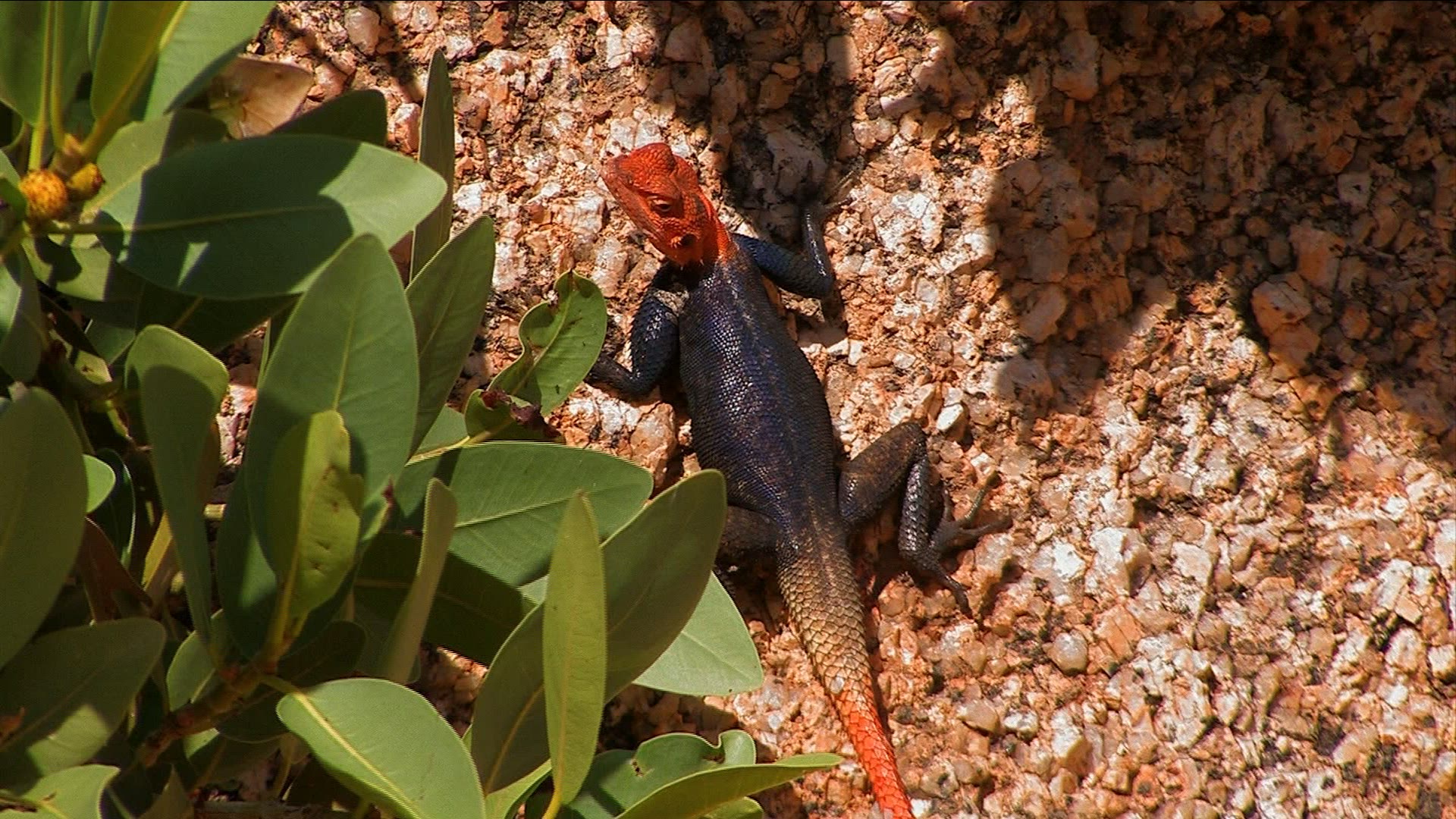 252048296 / Reptile / Namibia