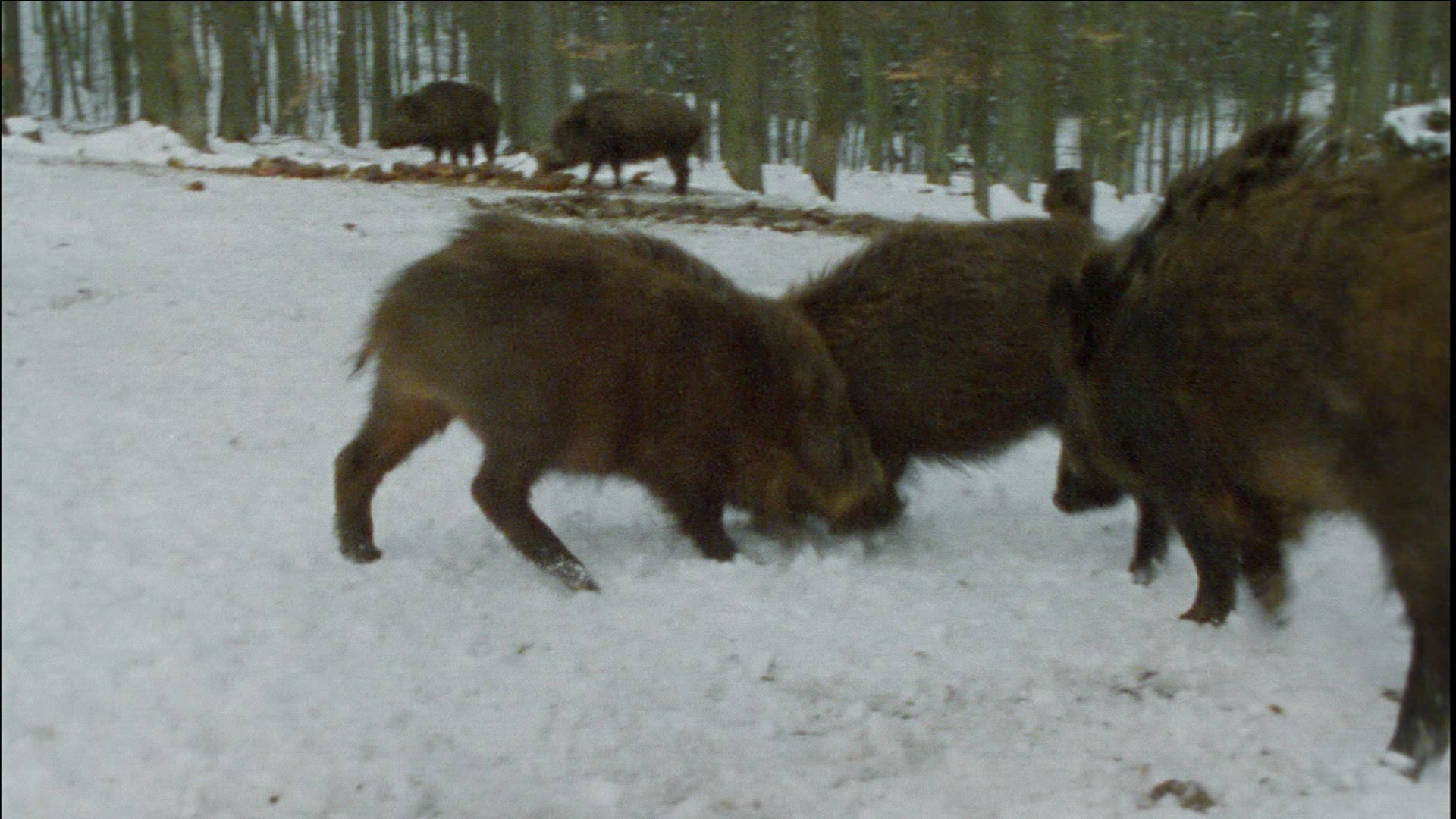 974585566 / Wild Boar / Winter / Germany