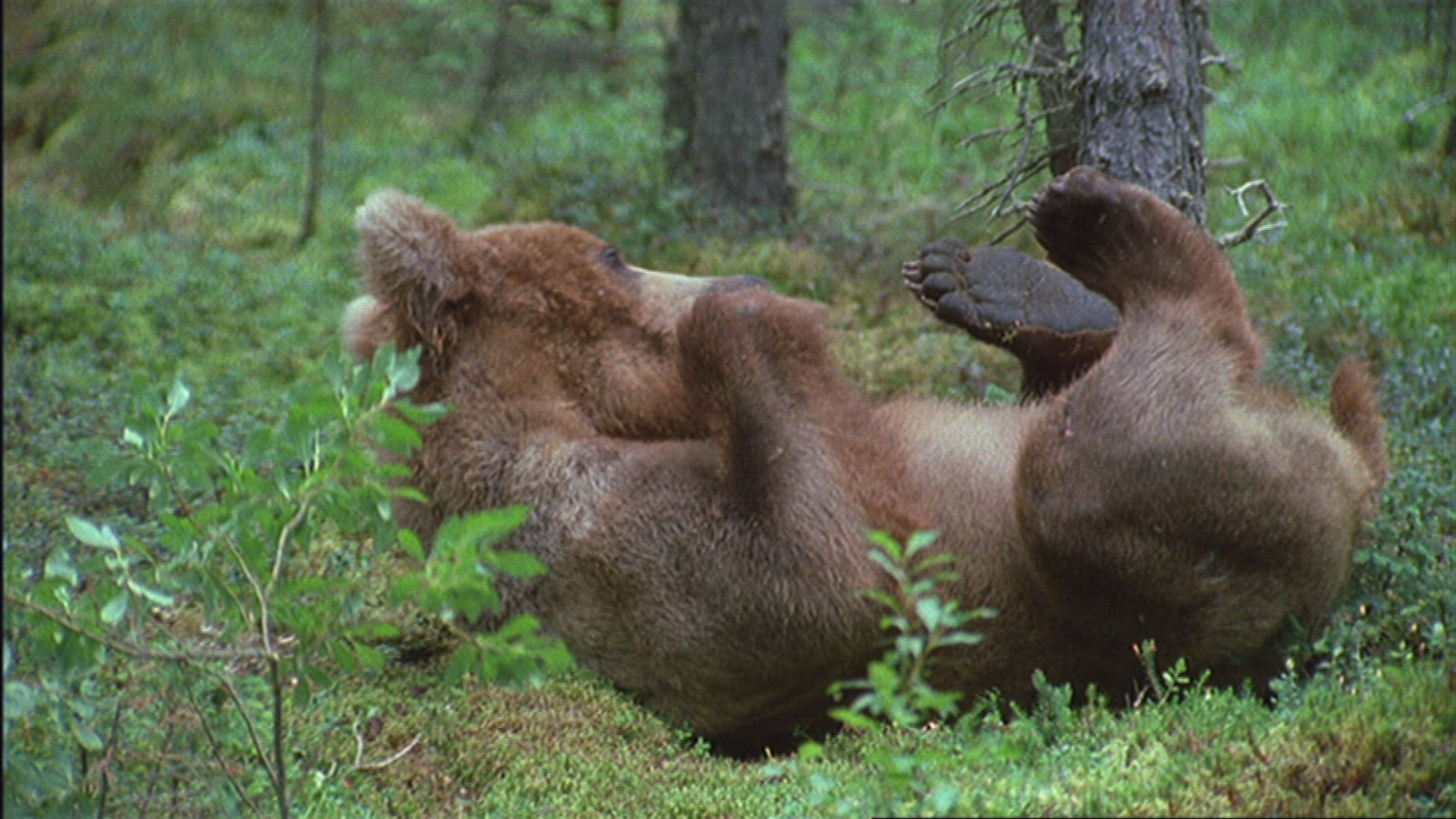 770505799 / Grizzly Bear / Playing / Forest / Alaska