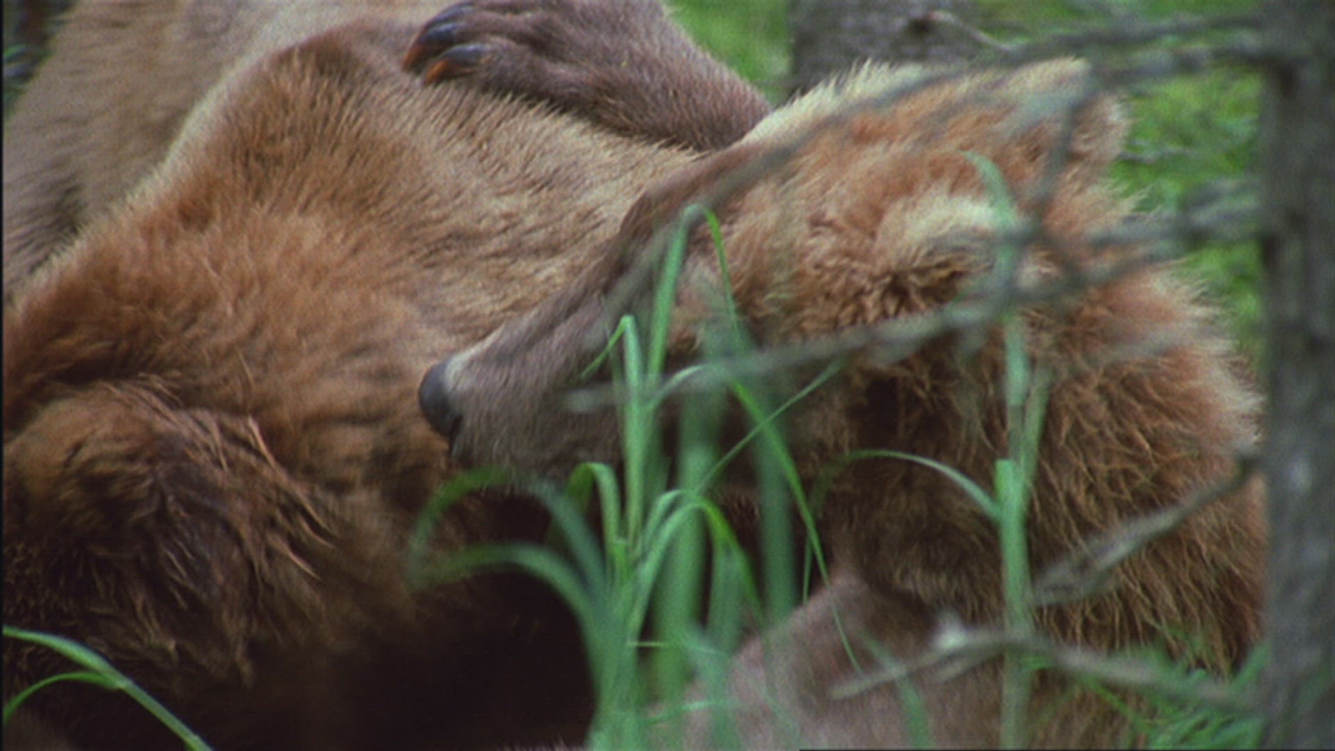 420717700 / Grizzly Bear / Playing / Forest / Alaska