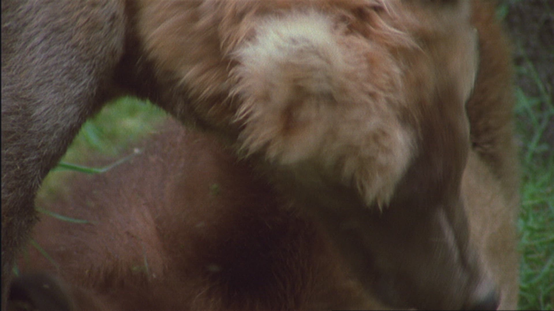 207472947 / Grizzly Bear / Playing / Forest / Alaska