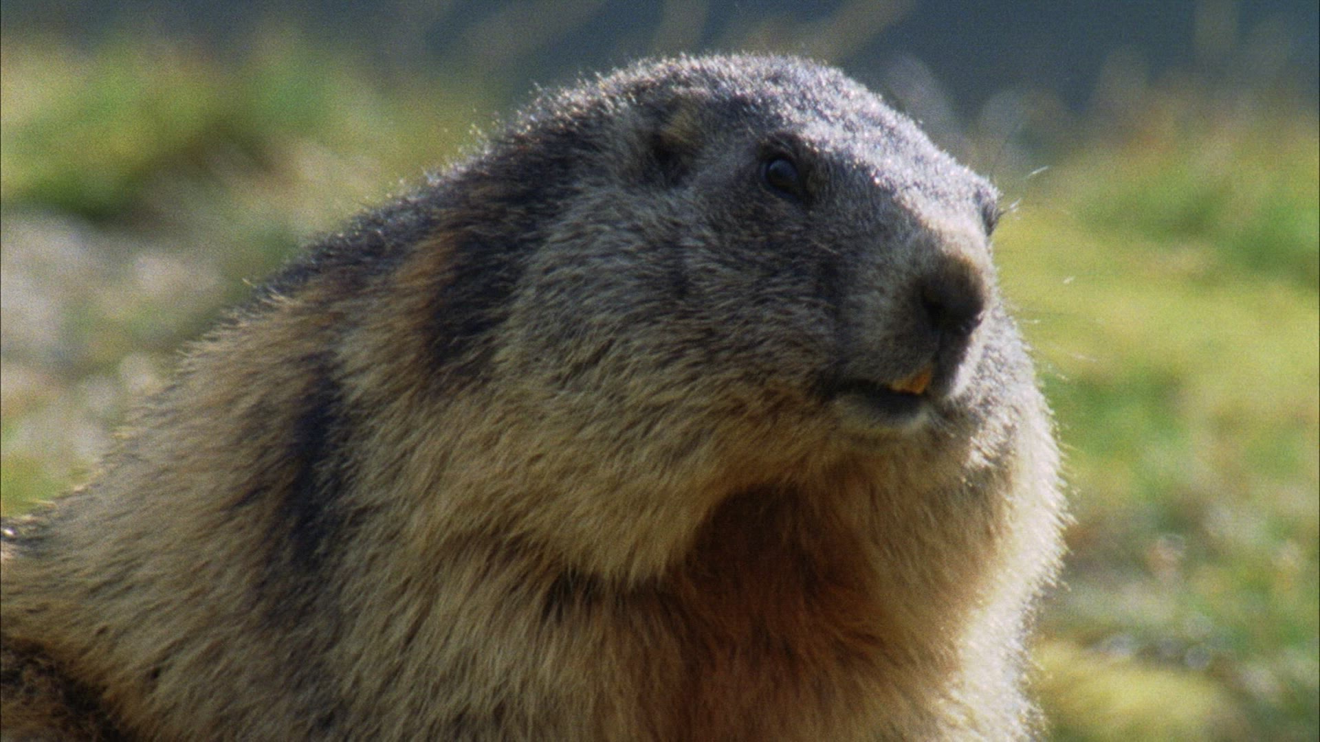 737890101 / Marmot / Alps / Austria