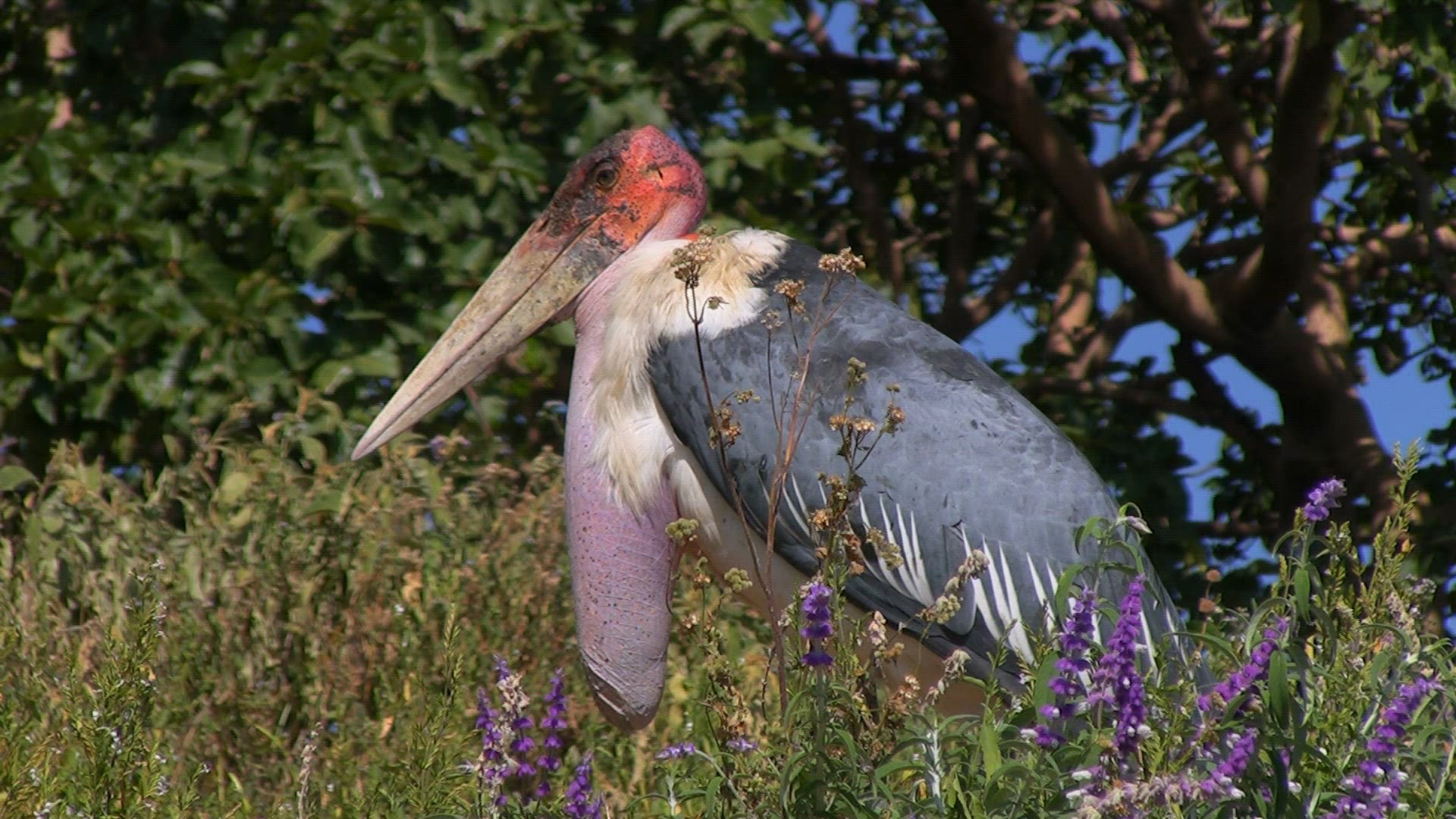 366055901 / Marabou Stork / Namibia