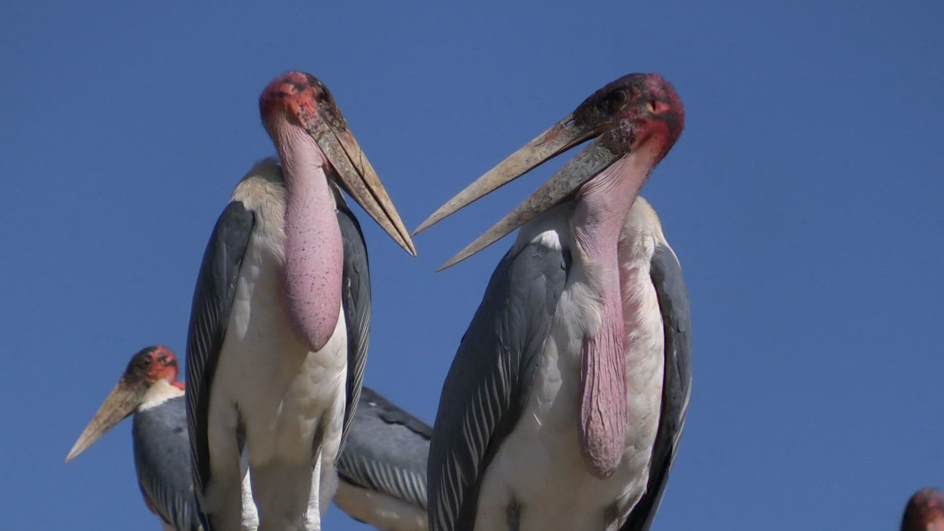 390823777 / Marabou Stork / Namibia