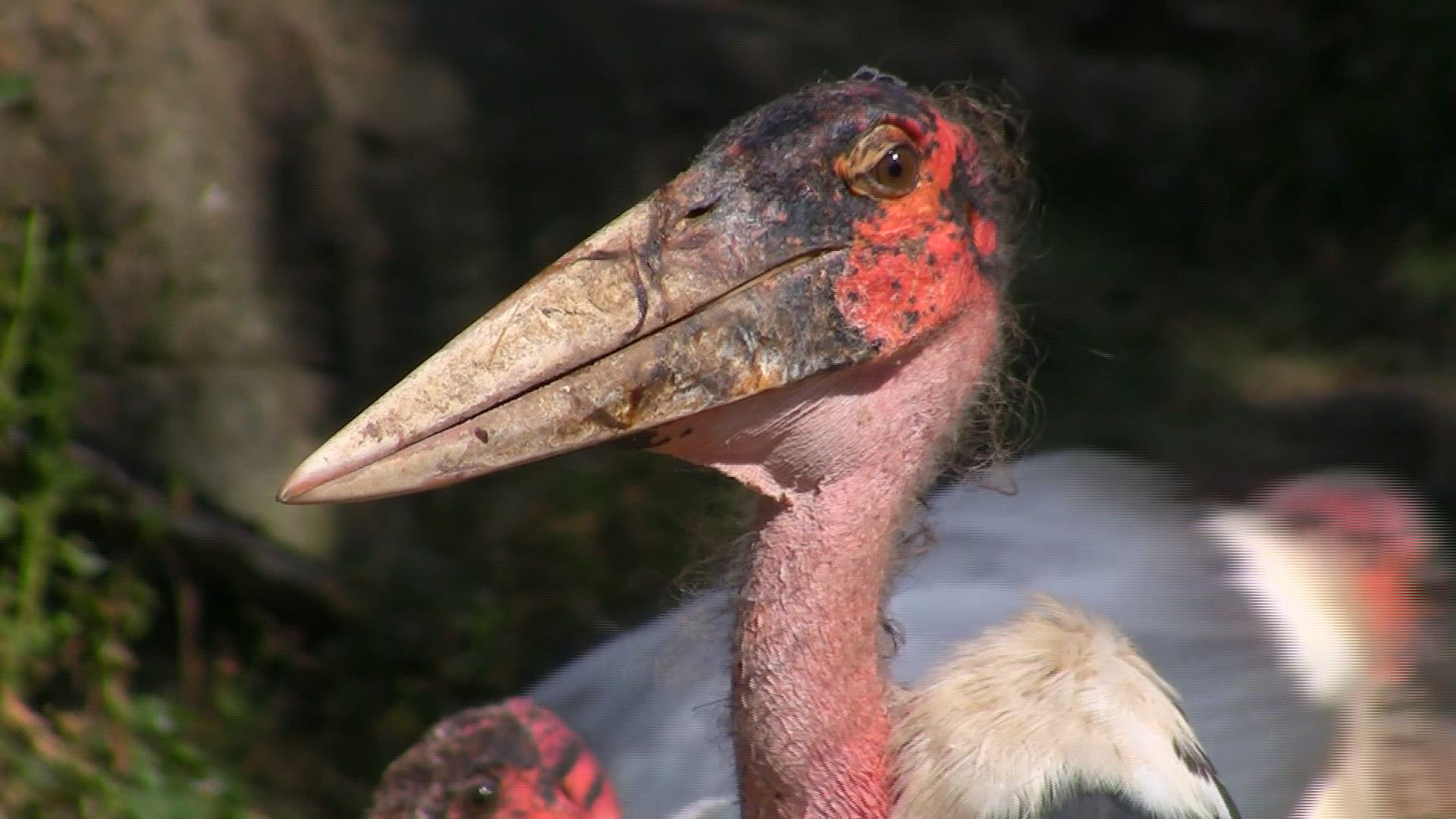 462494902 / Marabou Stork / Namibia