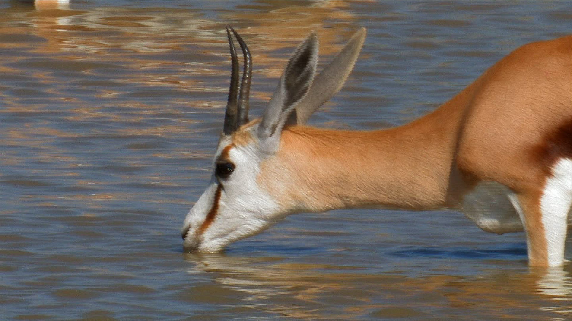 191782600 / Water Place / Animal / Namibia
