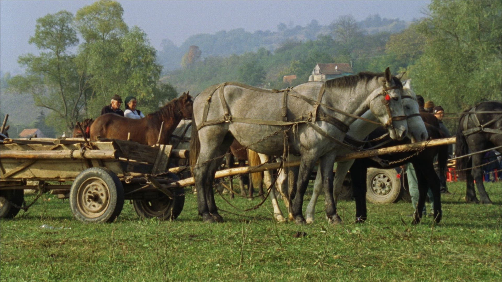 400541394 / Horsemarket / Transylvania / Romania