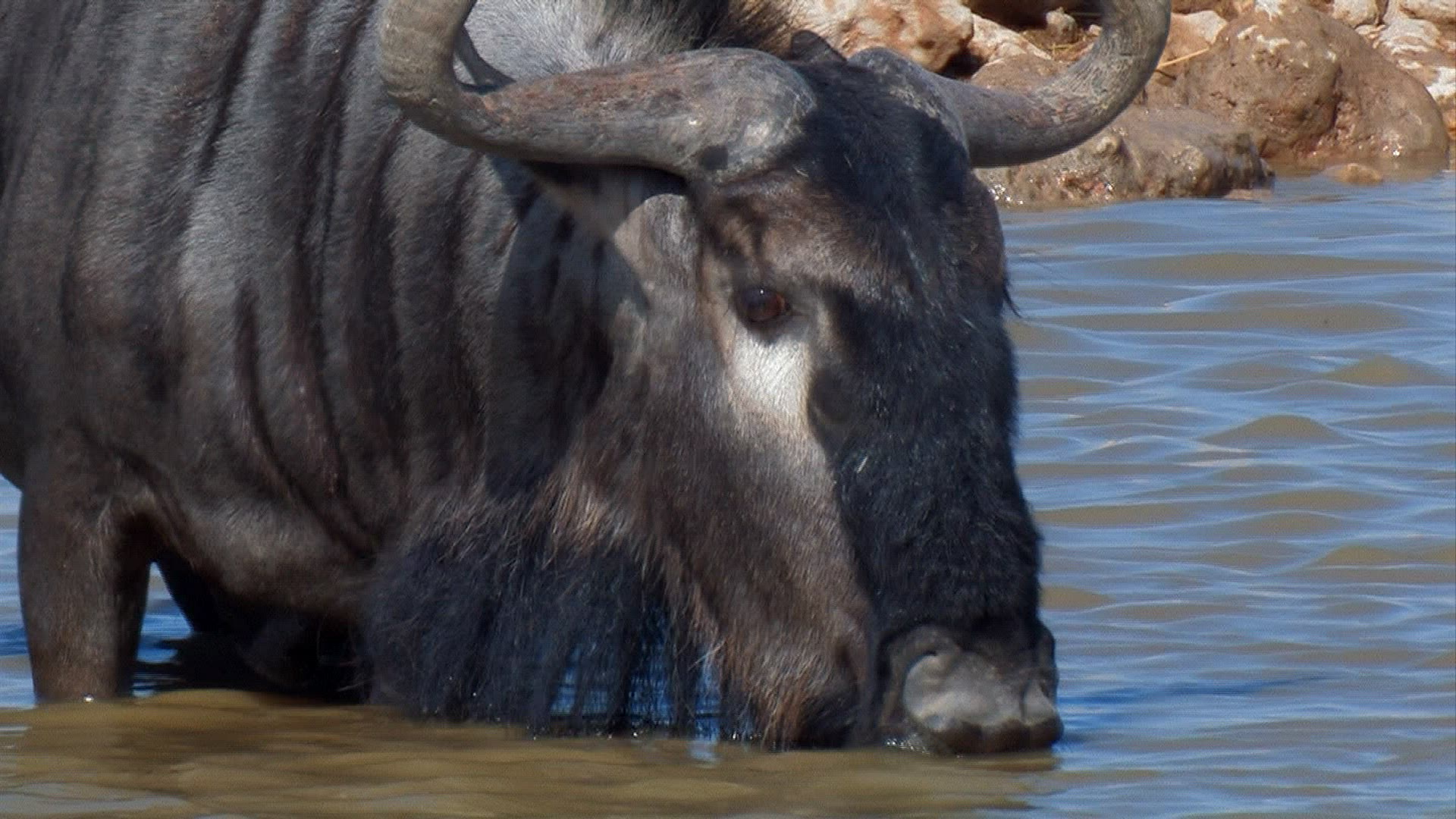 748303721 / Water Place / Animal / Namibia
