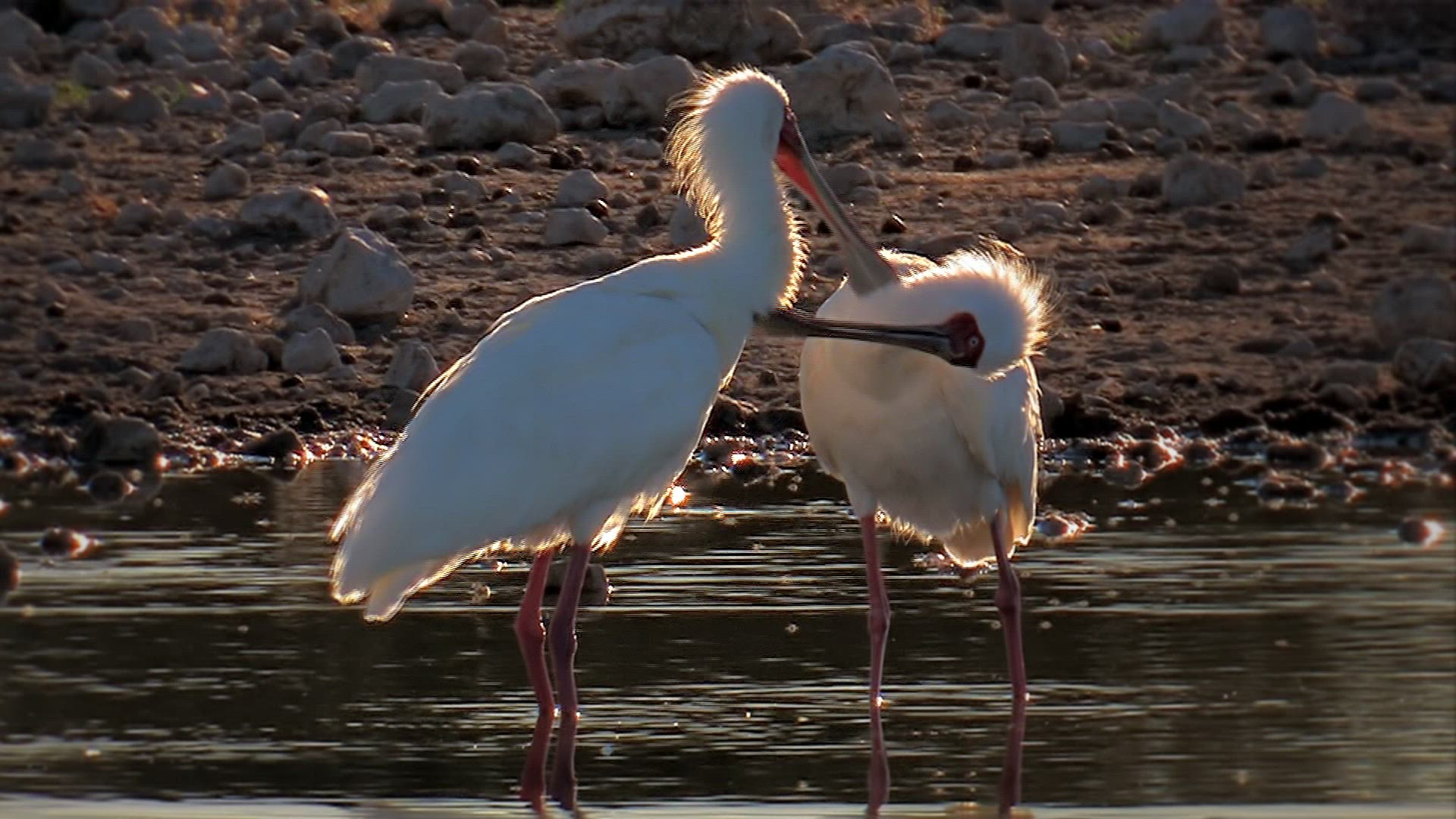 127813743 / Water Place / Animal / Namibia