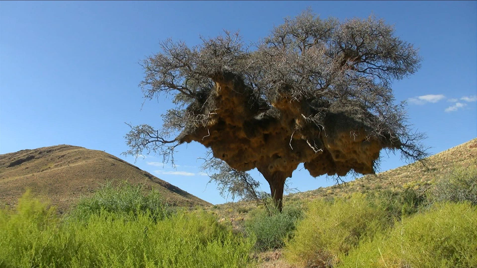 610391171 / Peach-faced Lovebird / Weaver's Nest / Namibia