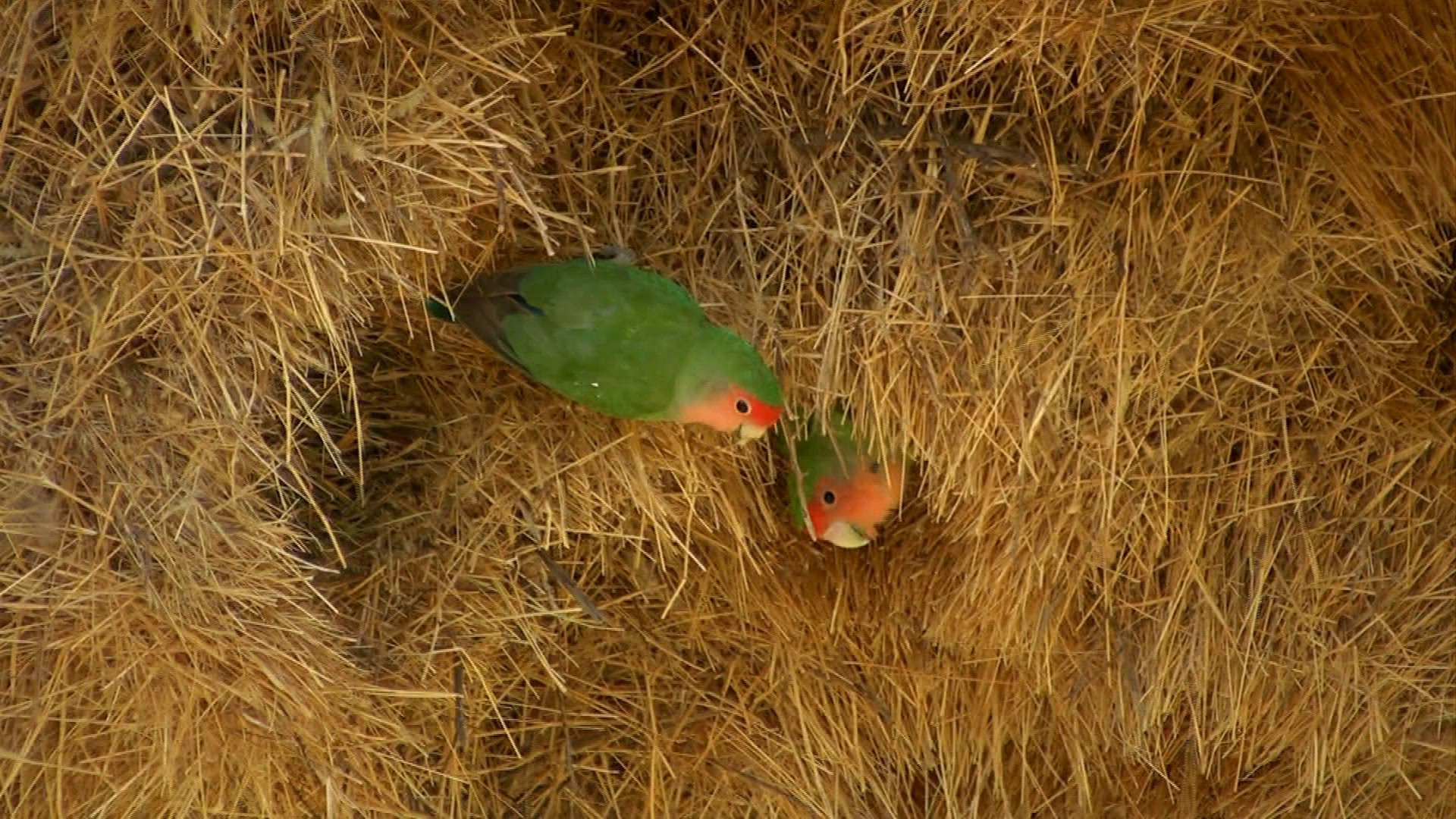 203946154 / Peach-faced Lovebird / Weaver's Nest / Namibia