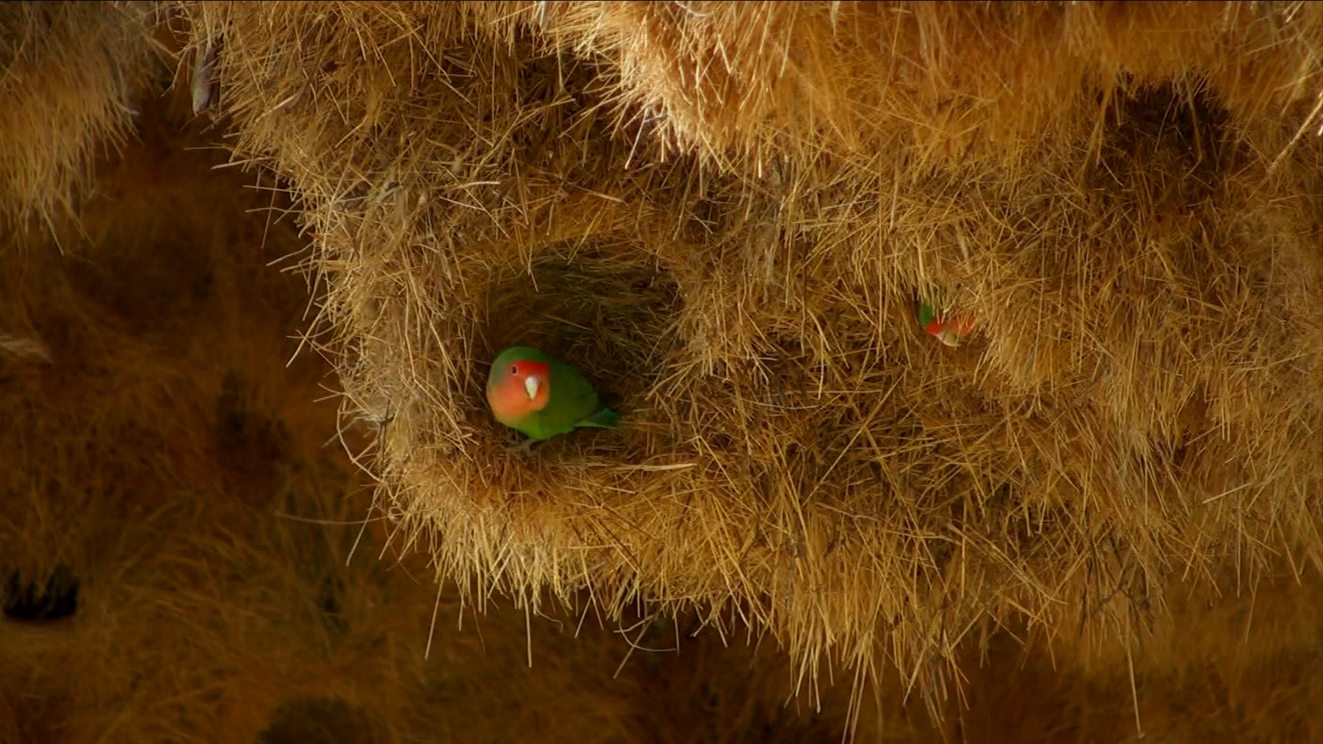 806151813 / Peach-faced Lovebird / Weaver's Nest / Namibia