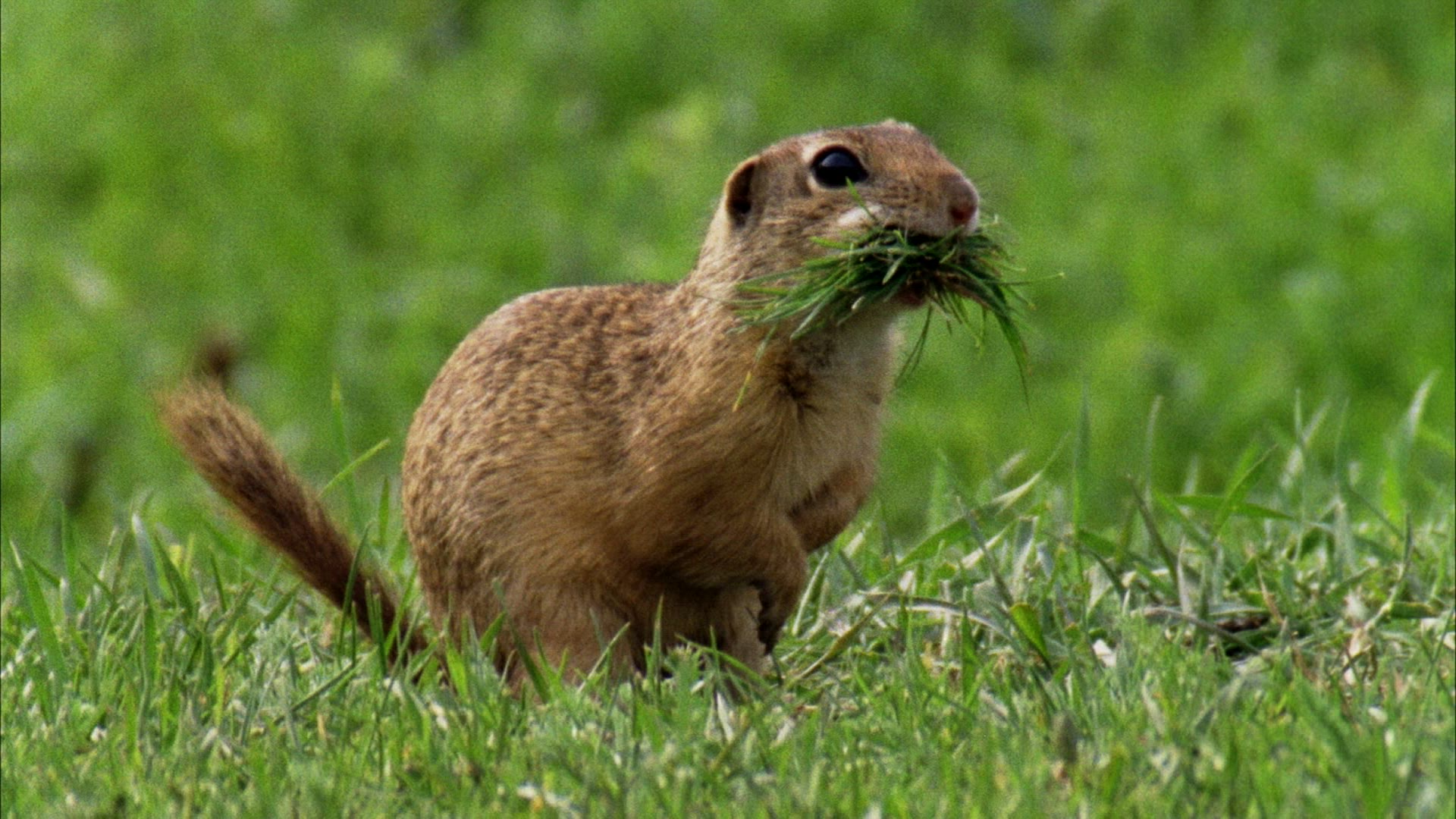 821950650 / Rodent / Eating / Romania