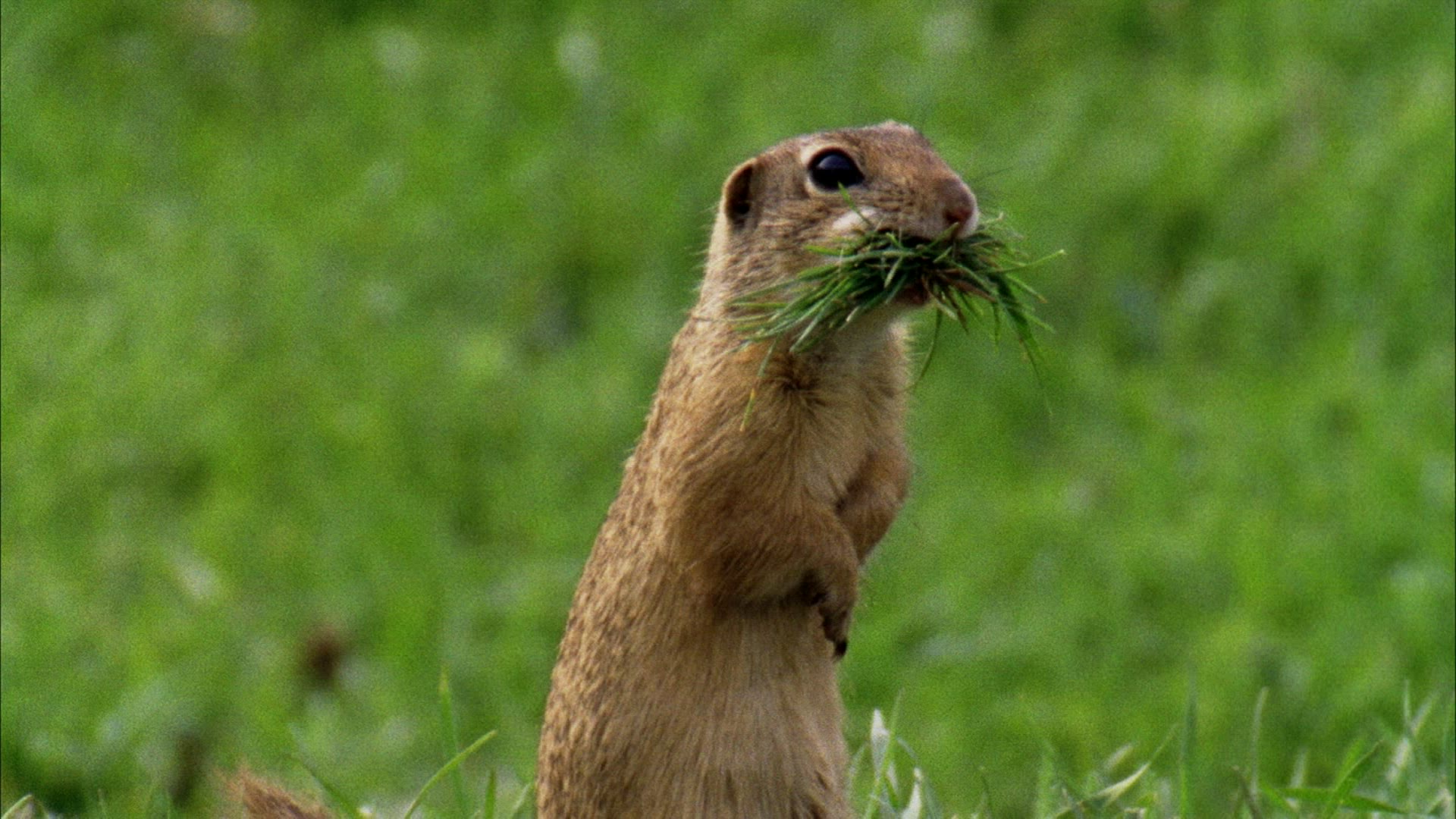 379833823 / Rodent / Eating / Romania