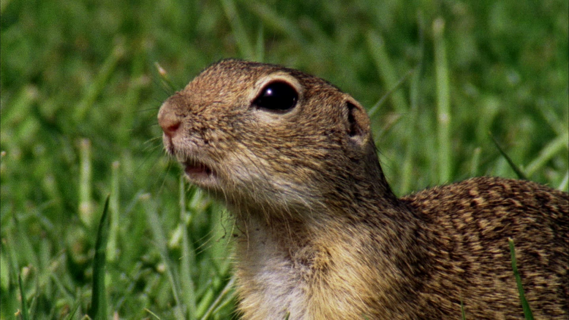 230303139 / Rodent / Eating / Romania