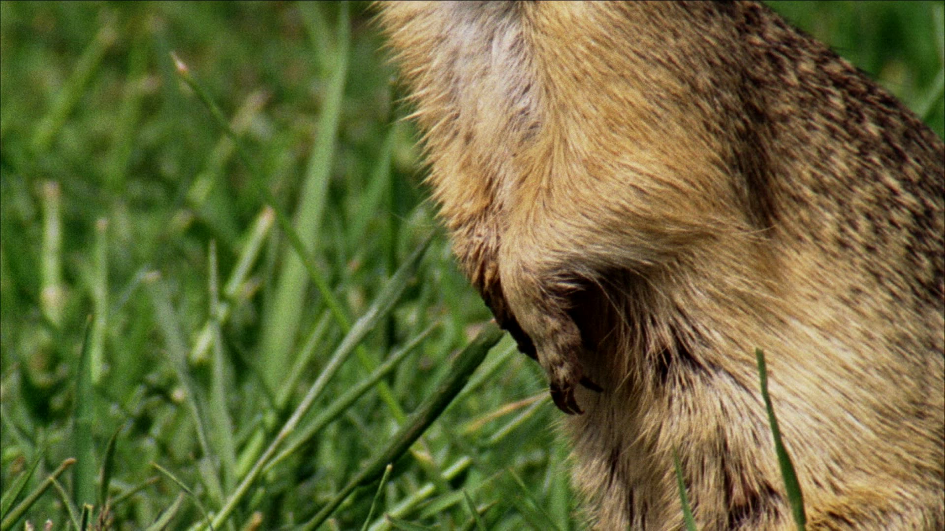 101344851 / Rodent / Eating / Romania