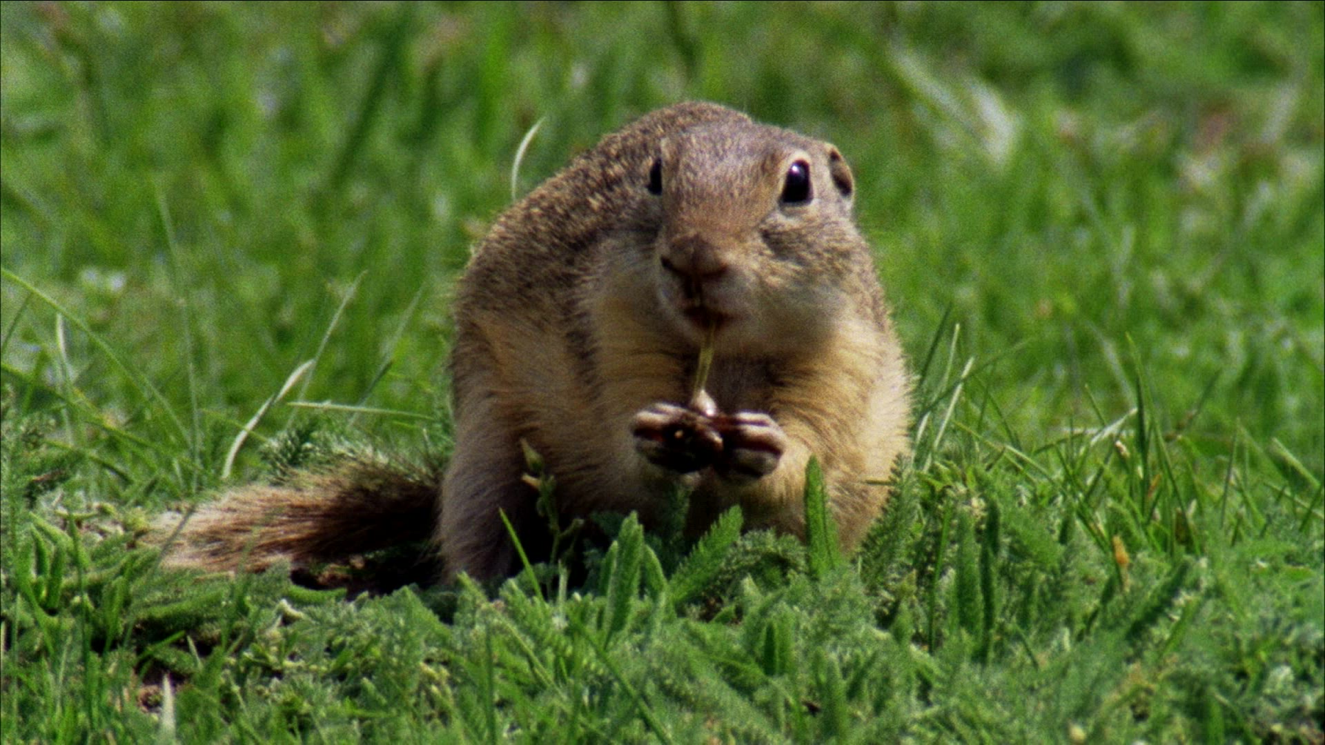 609890721 / Rodent / Eating / Romania