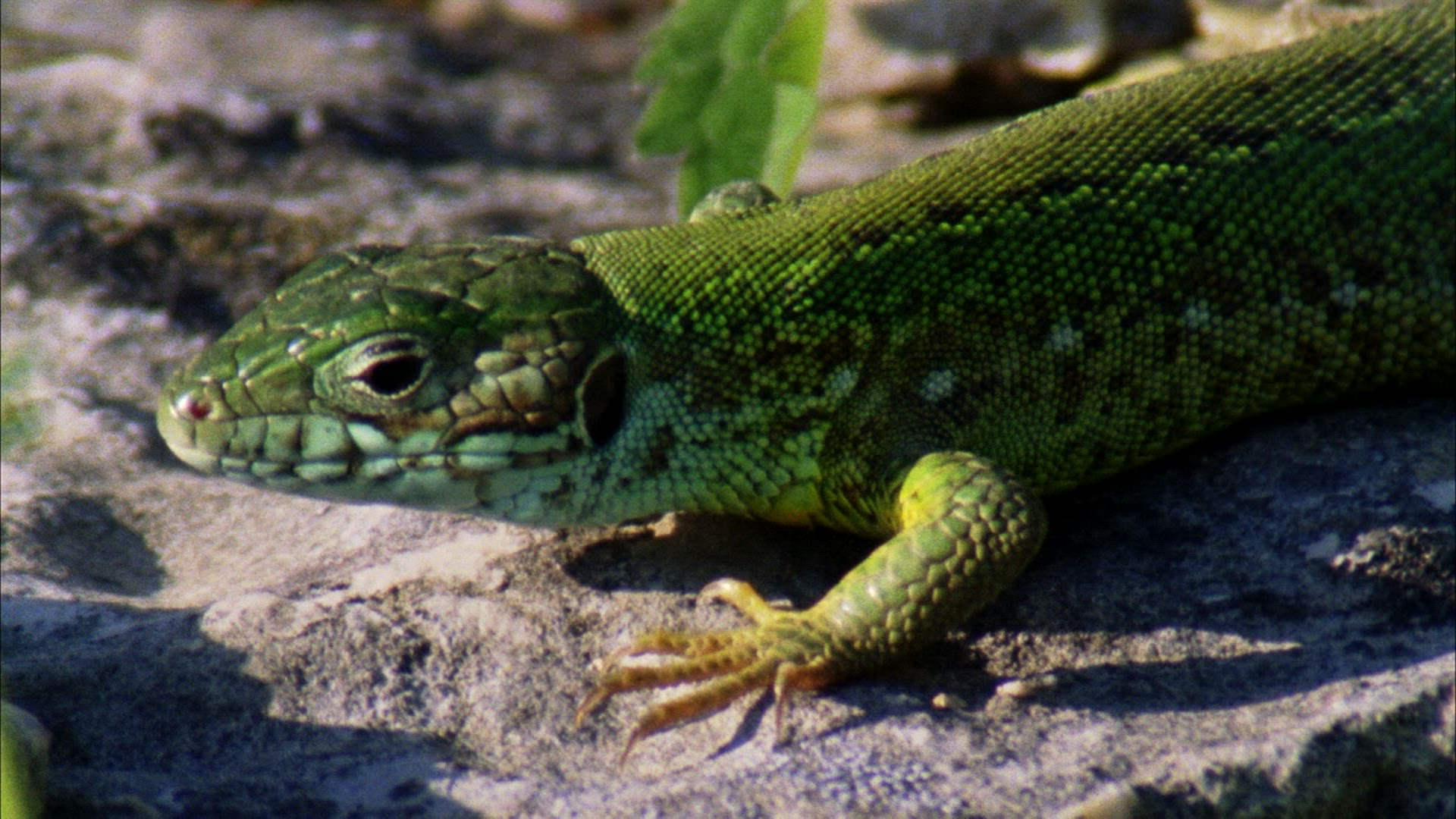 784314558 / Reptile / Amphibian / Romania