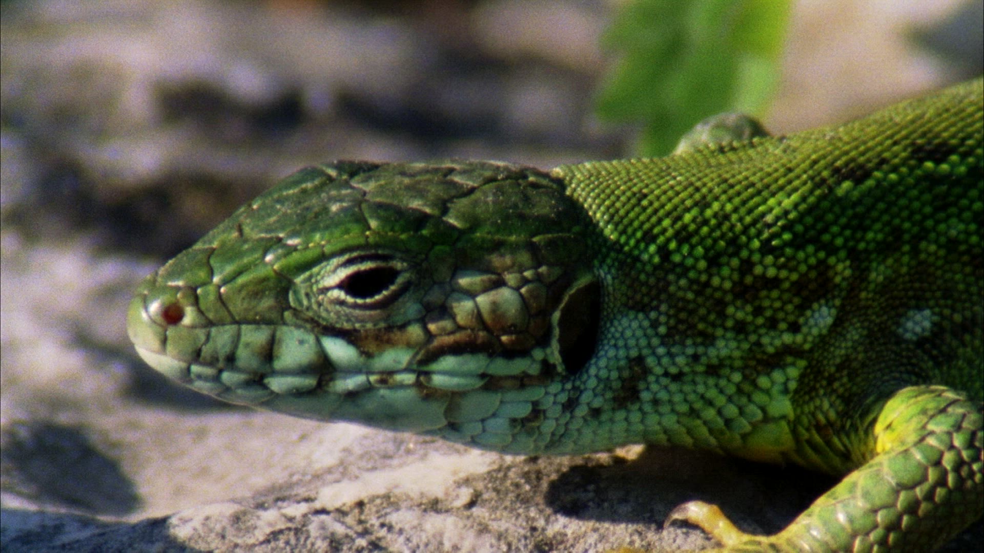 474929203 / Reptile / Amphibian / Romania
