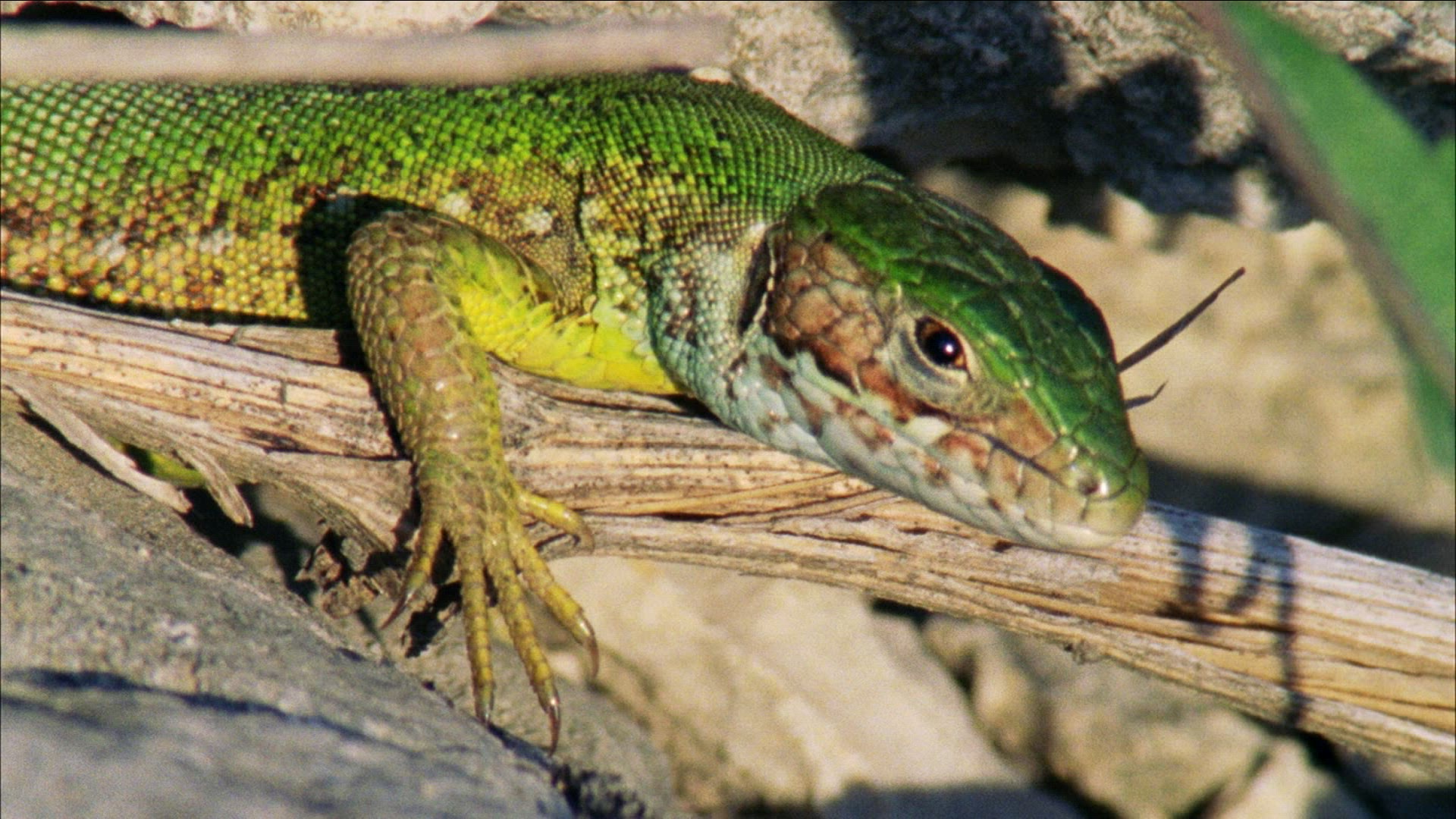 837282992 / Reptile / Amphibian / Romania