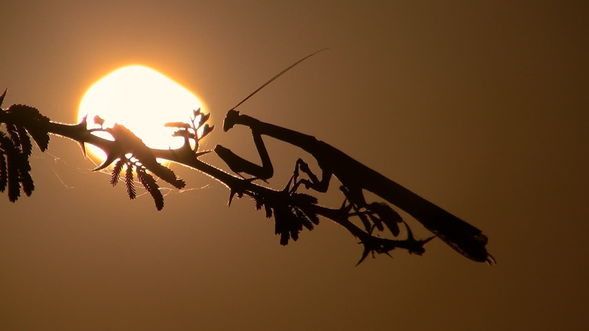 679546826 / Praying Mantis / Namibia