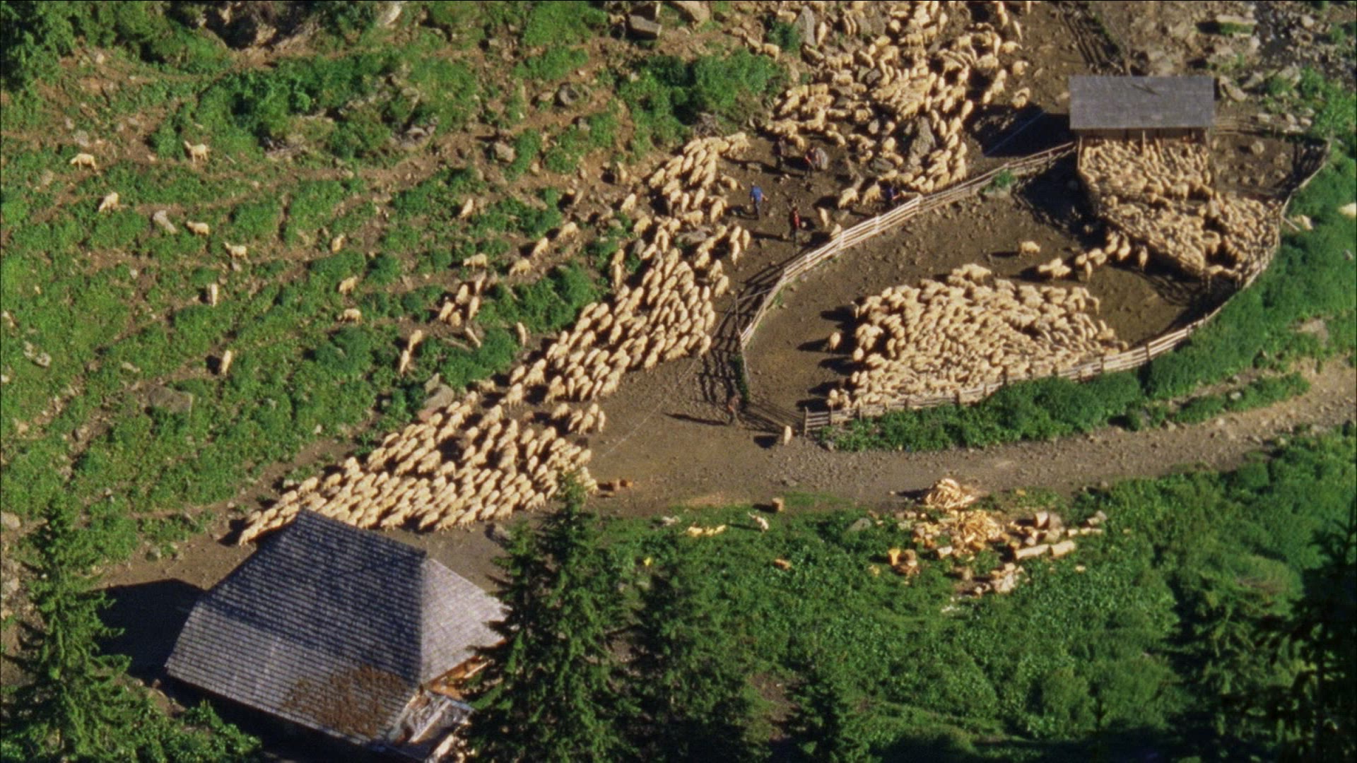 841557670 / Sheep Herd / Alp / Romania