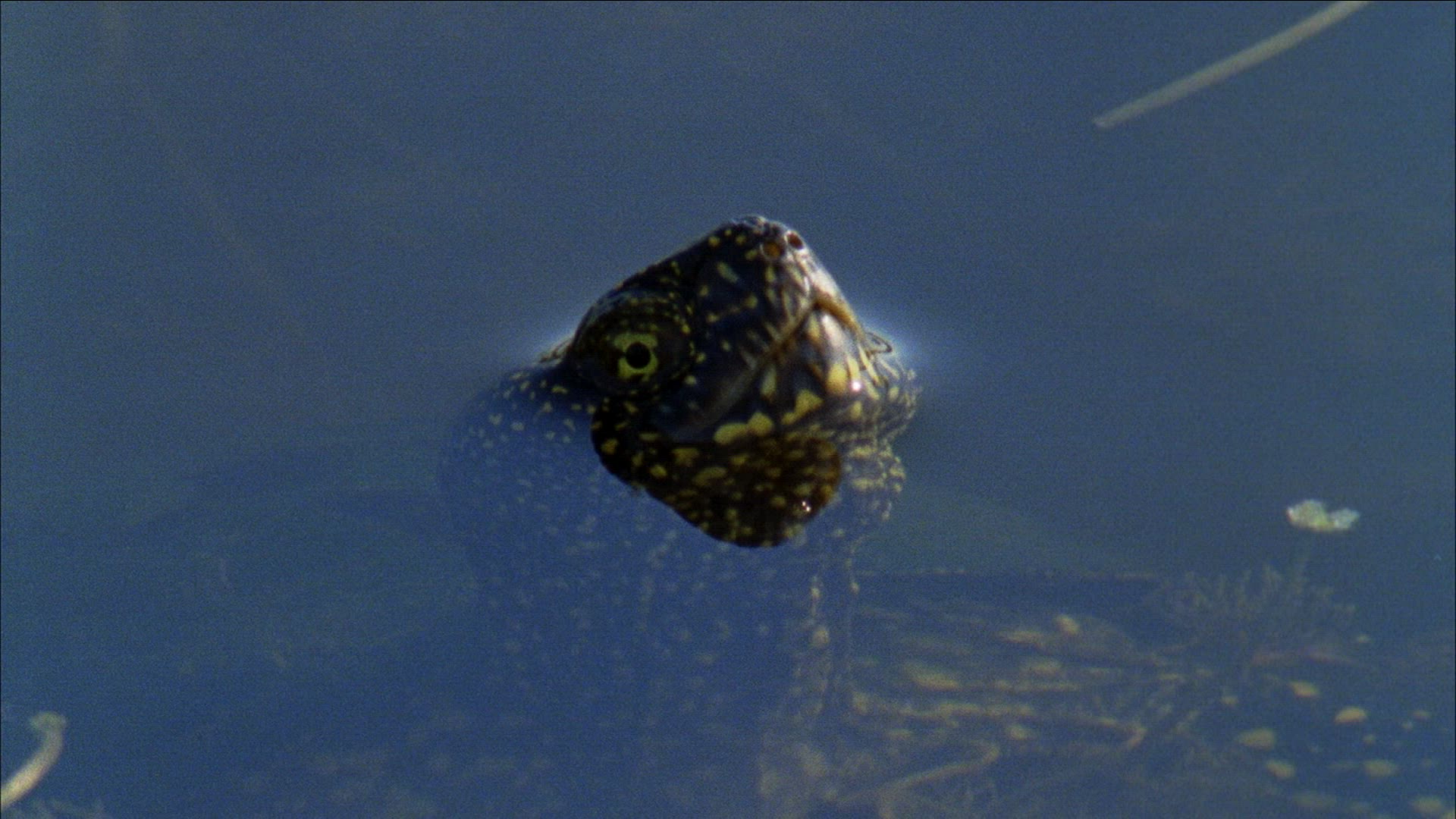 753691934 / Reptile / Amphibian / Romania