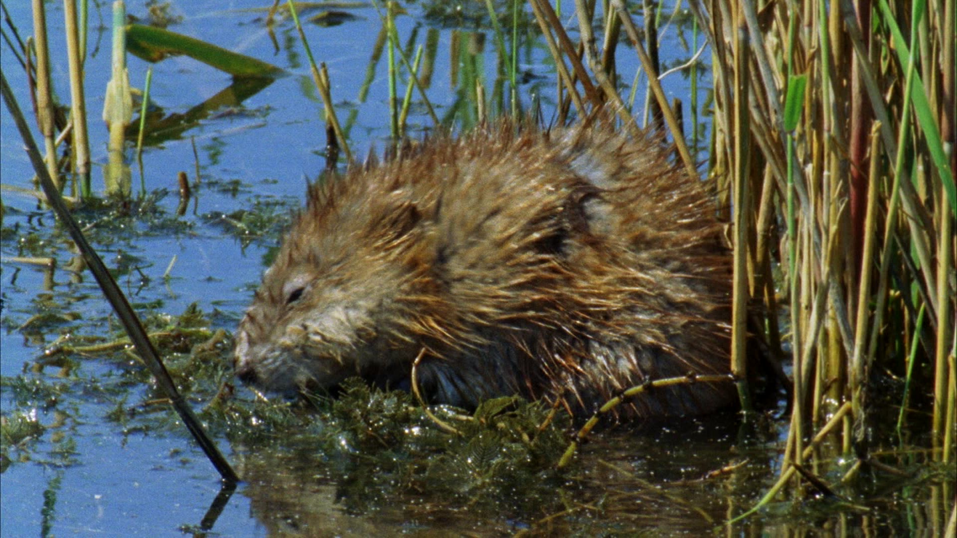 278016655 / Rodent / Eating / Romania