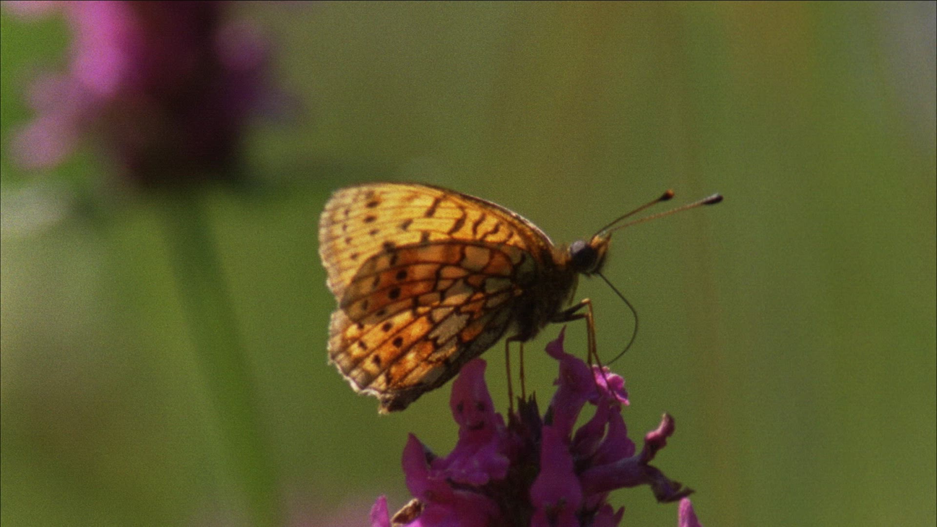 655601898 / Diurnal Butterfly / Blossom / Romania
