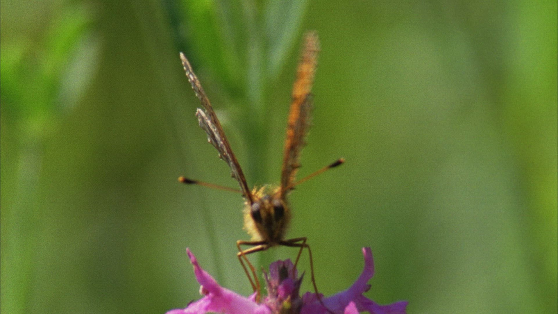 819687552 / Diurnal Butterfly / Blossom / Romania