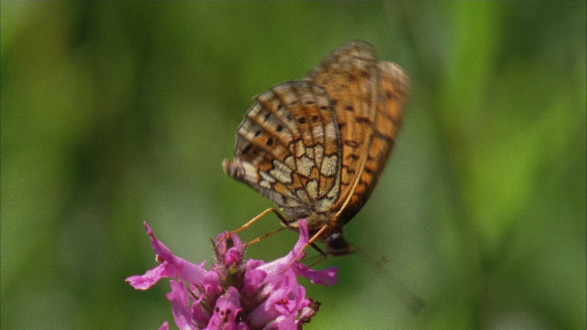 596005578 / Diurnal Butterfly / Blossom / Romania