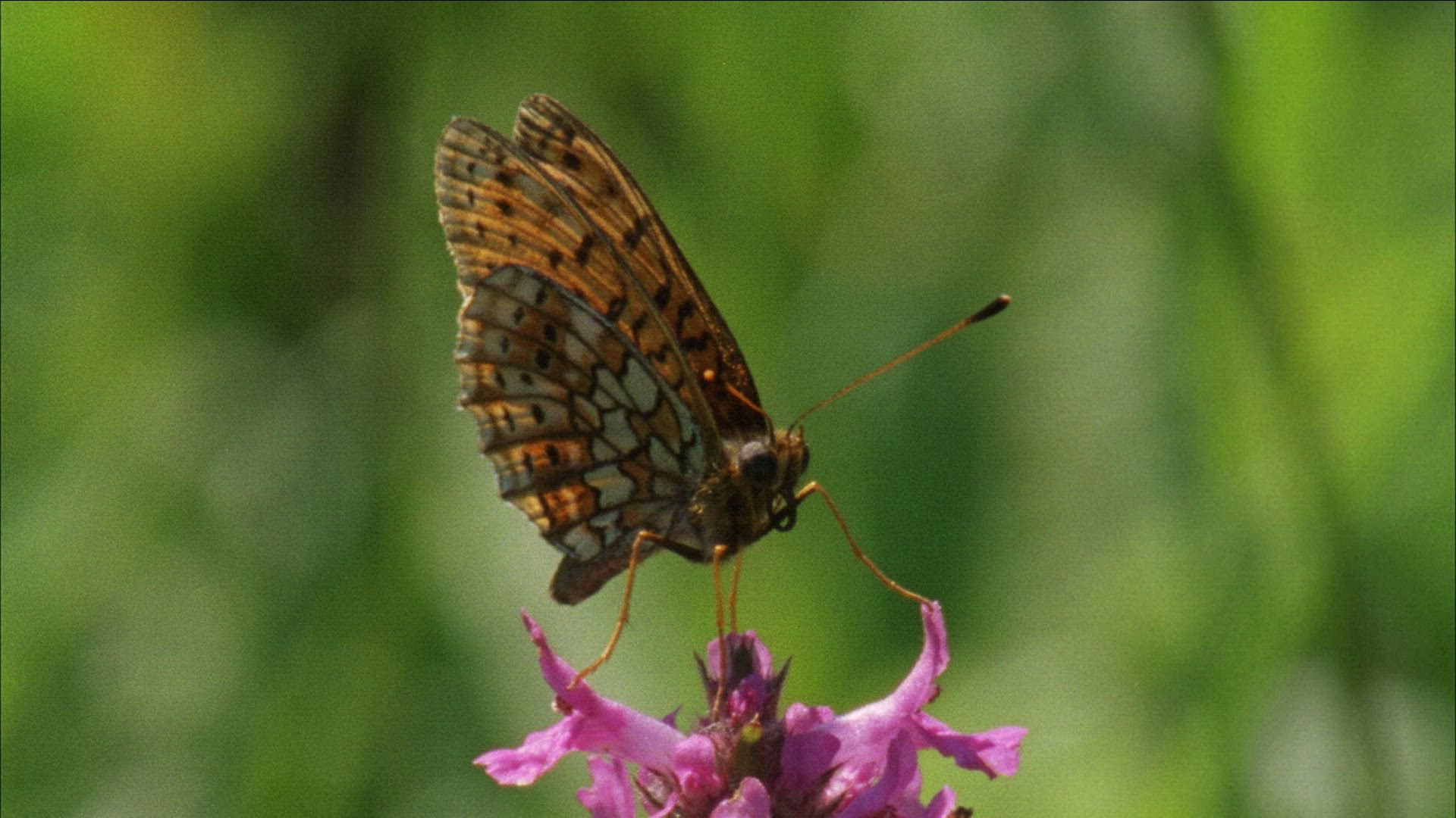 844742298 / Diurnal Butterfly / Blossom / Romania