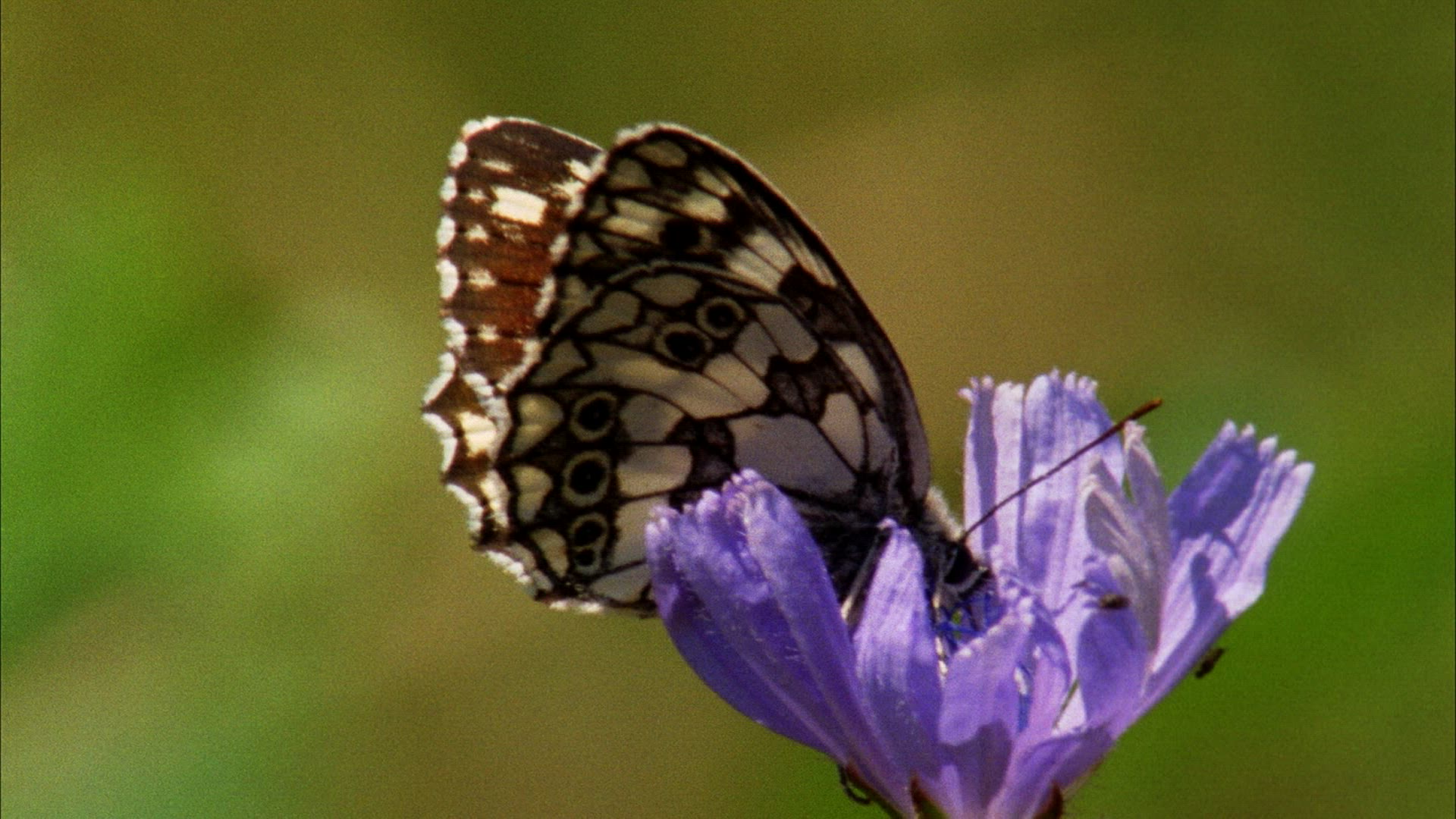 792007488 / Diurnal Butterfly / Blossom / Romania
