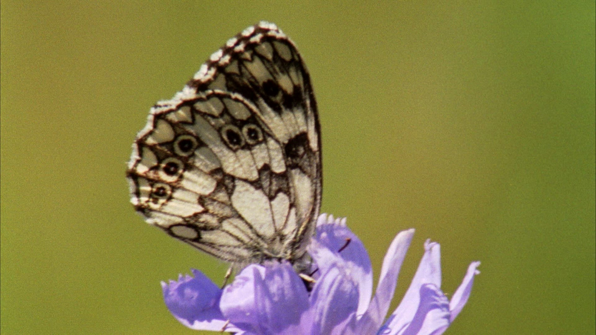 638164676 / Diurnal Butterfly / Blossom / Romania