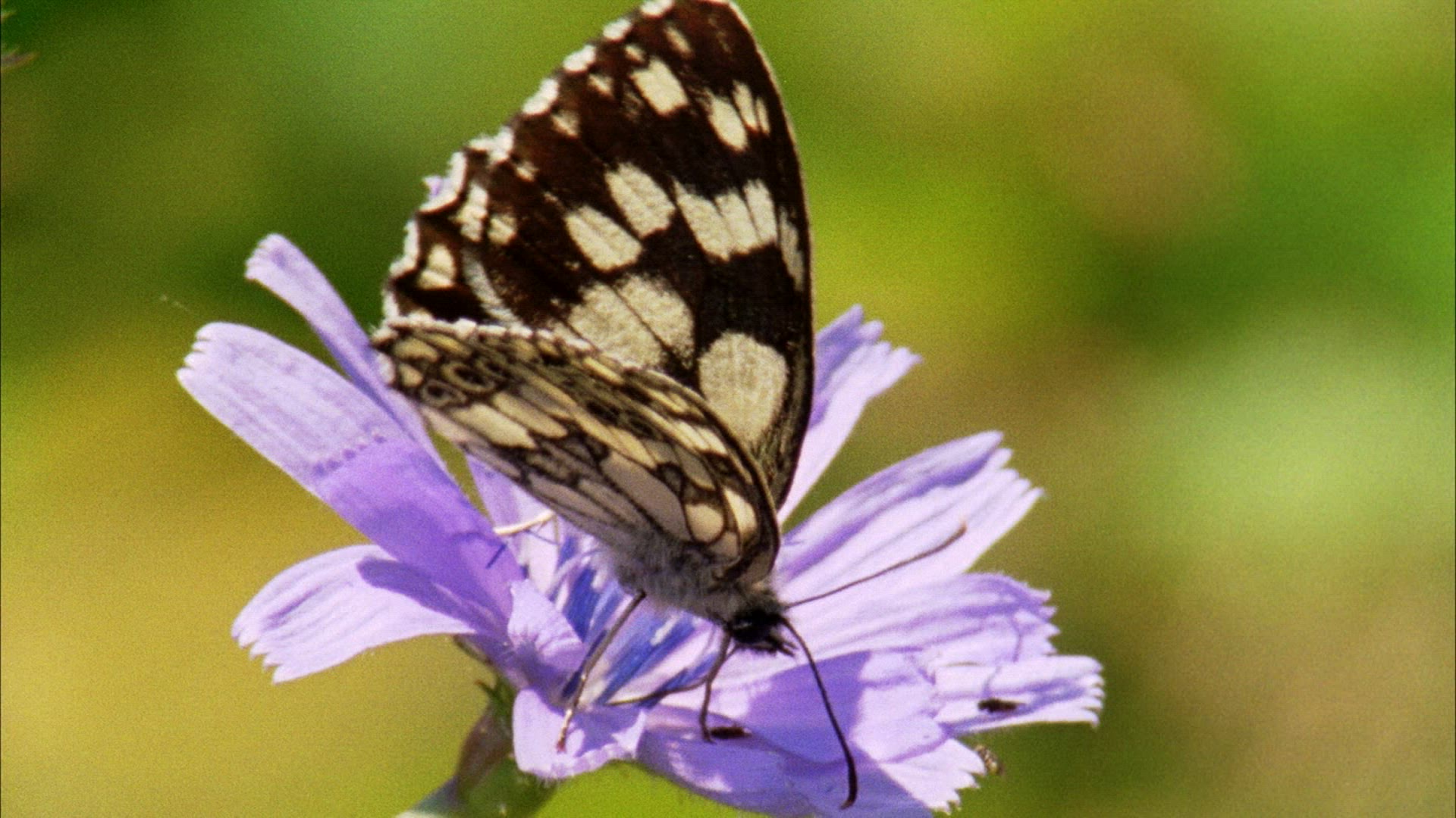 101274272 / Diurnal Butterfly / Blossom / Romania