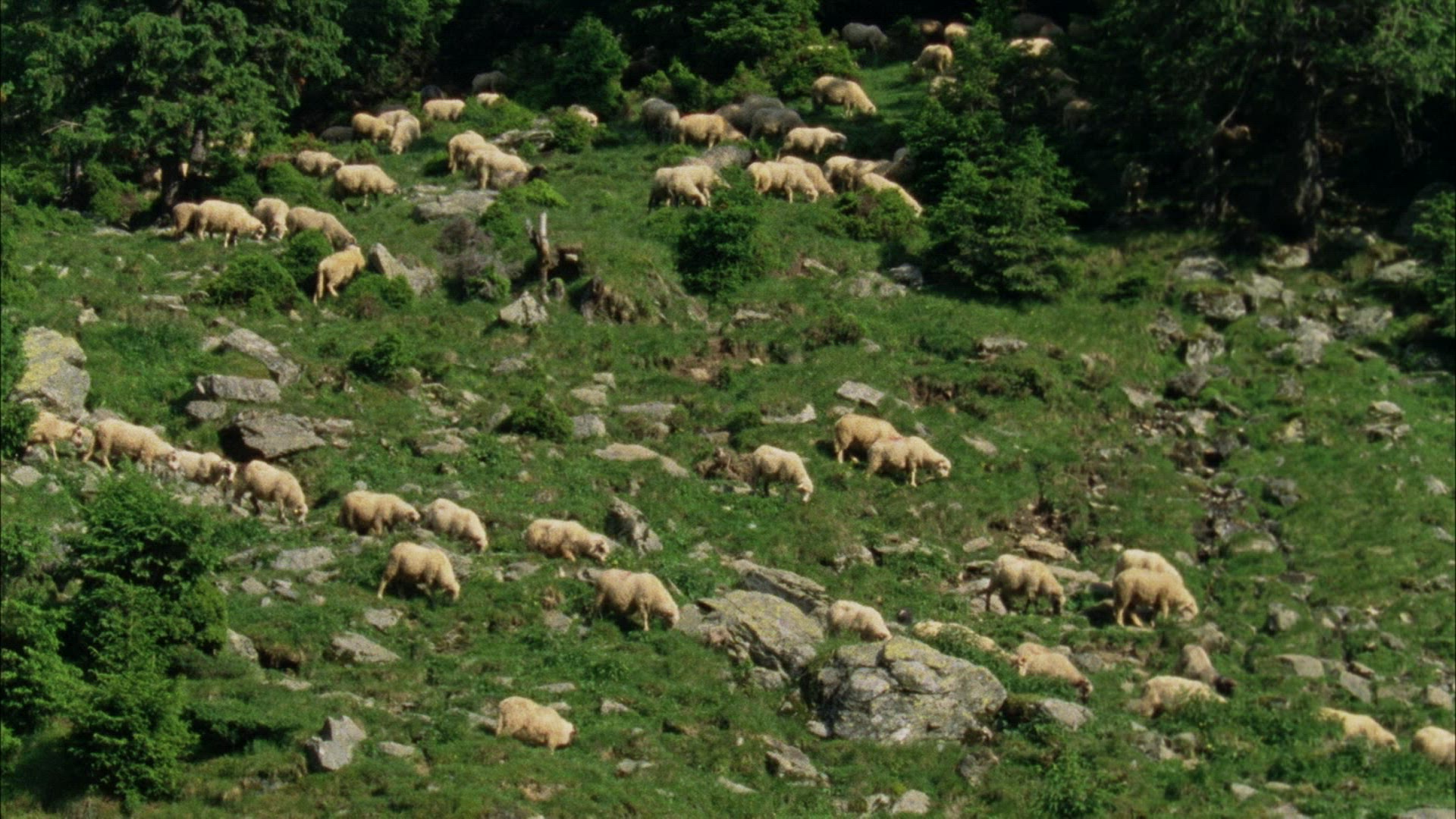119462410 / Sheep Herd / Alp / Romania