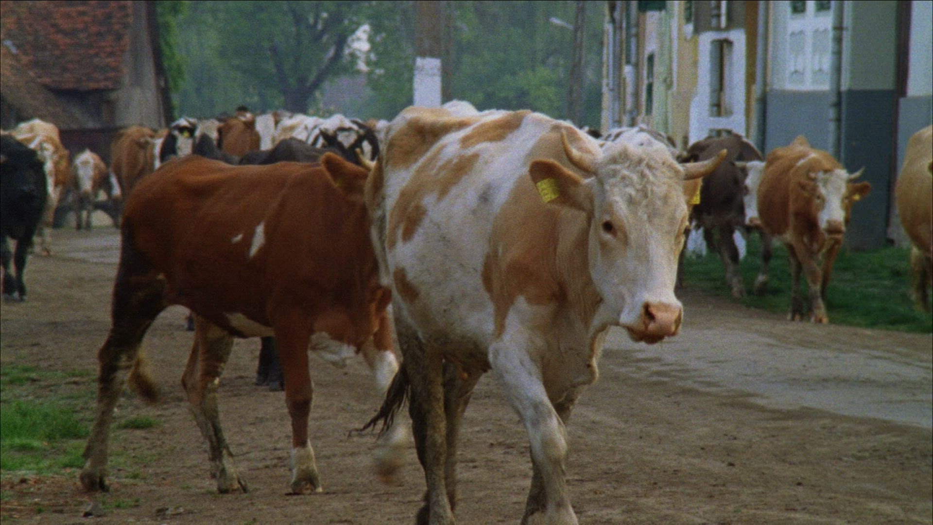 974472817 / Cow Herd / Cattle Drive / Romania