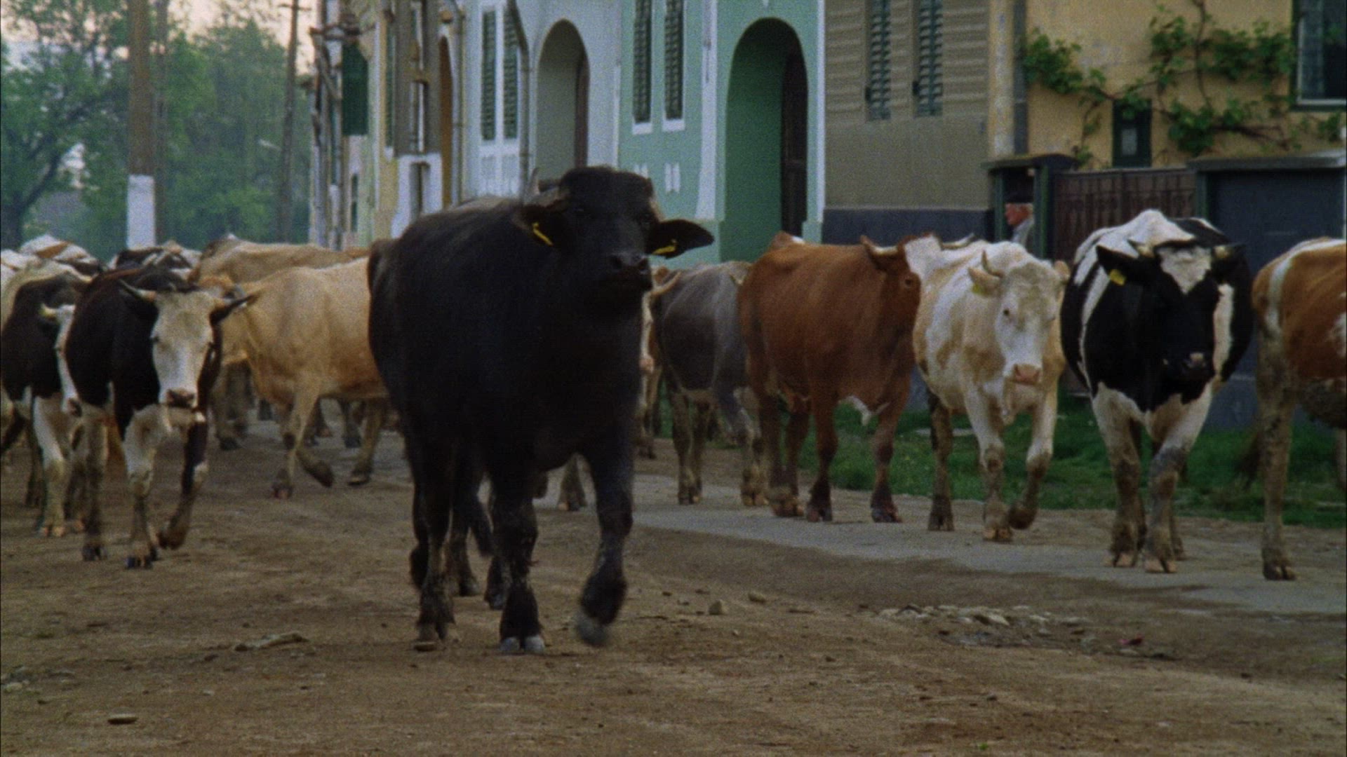 329620064 / Cow Herd / Cattle Drive / Romania
