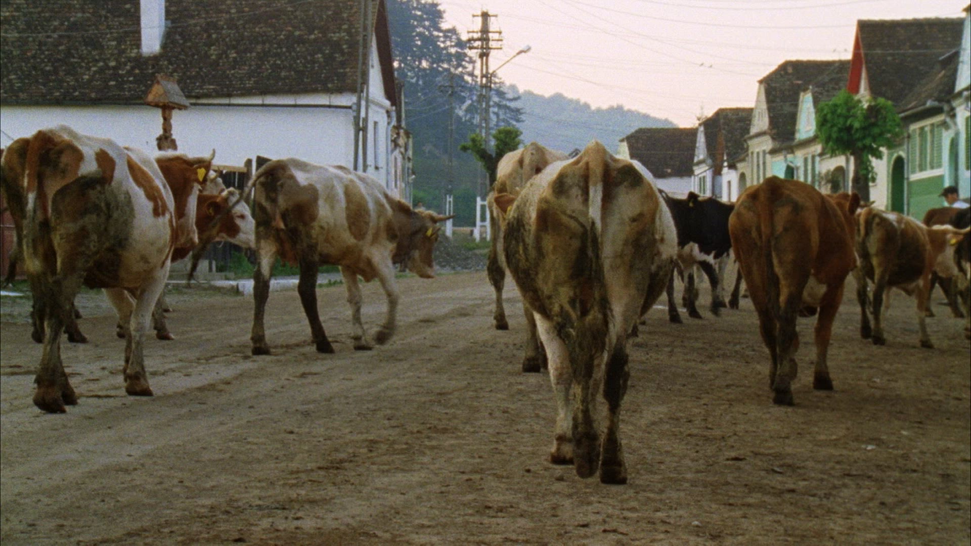 547425232 / Cow Herd / Cattle Drive / Romania
